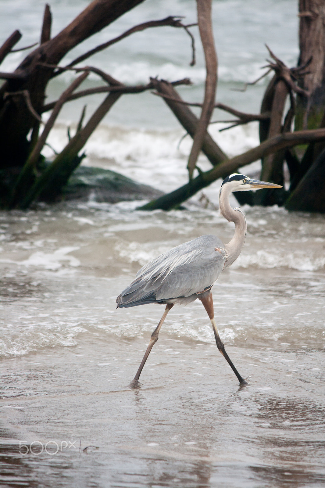 Canon EF-S 55-250mm F4-5.6 IS sample photo. Great blue heron wading at gulf of mexico photography