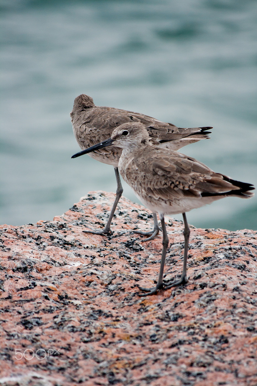 Canon EF-S 55-250mm F4-5.6 IS sample photo. Two western sandpiper seabirds photography