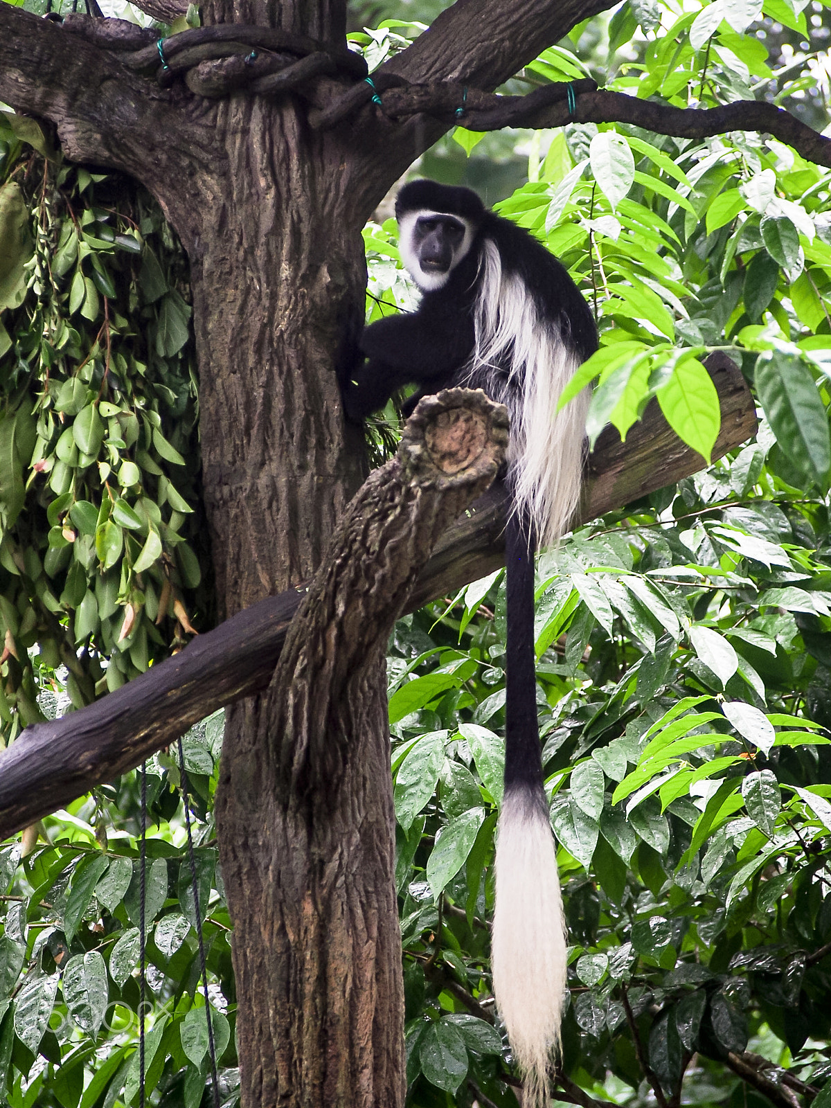 Olympus OM-D E-M5 sample photo. Black and white african colobus monkey in tree photography