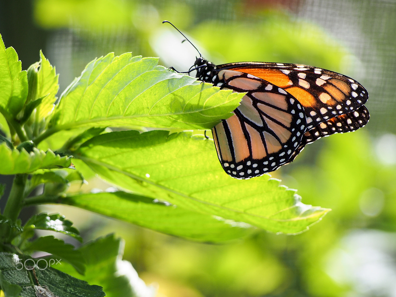 Olympus OM-D E-M5 sample photo. Side view of monarch butterly on leaf photography