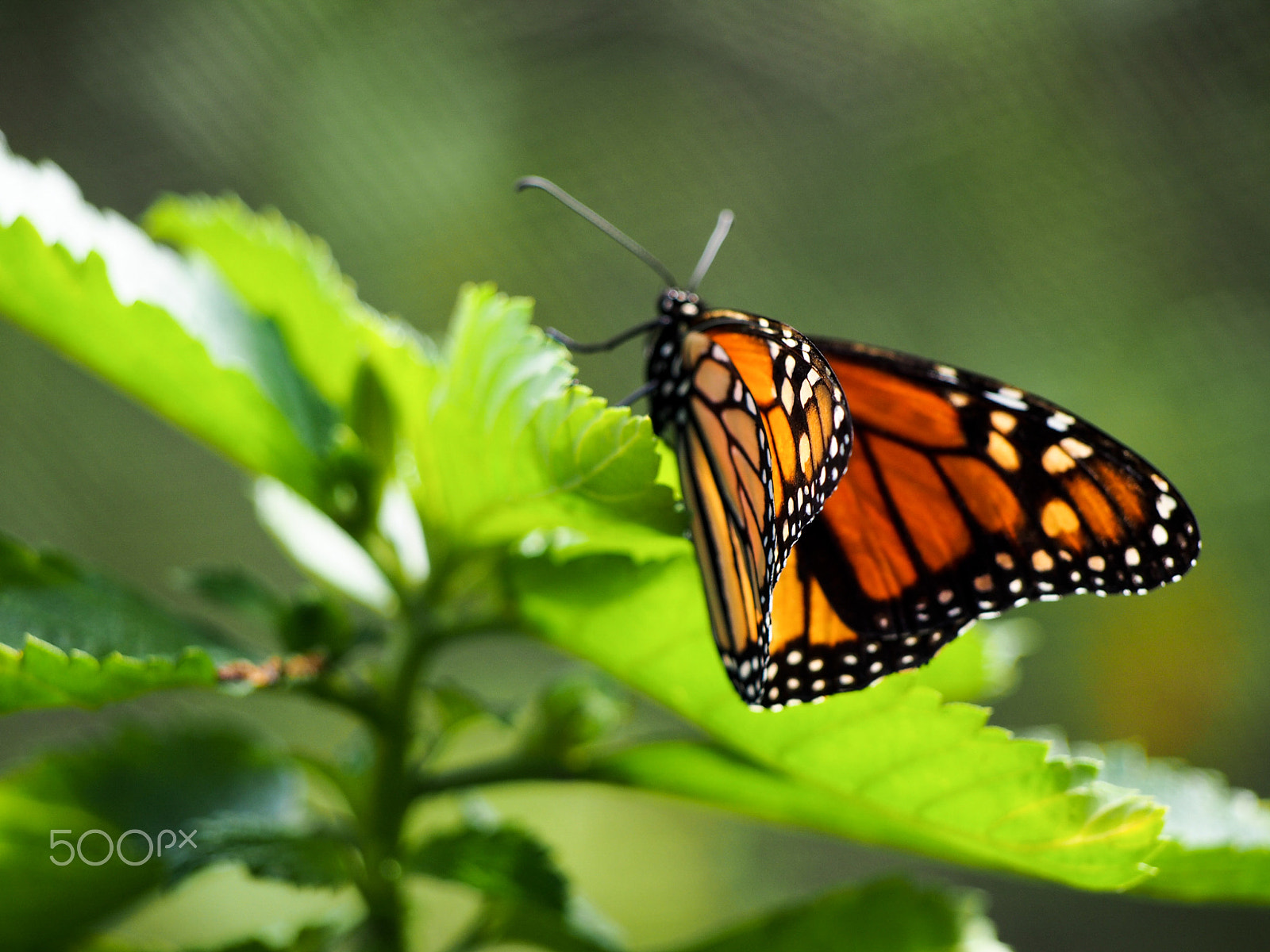 Olympus OM-D E-M5 sample photo. Monarch butterfly on leaf photography