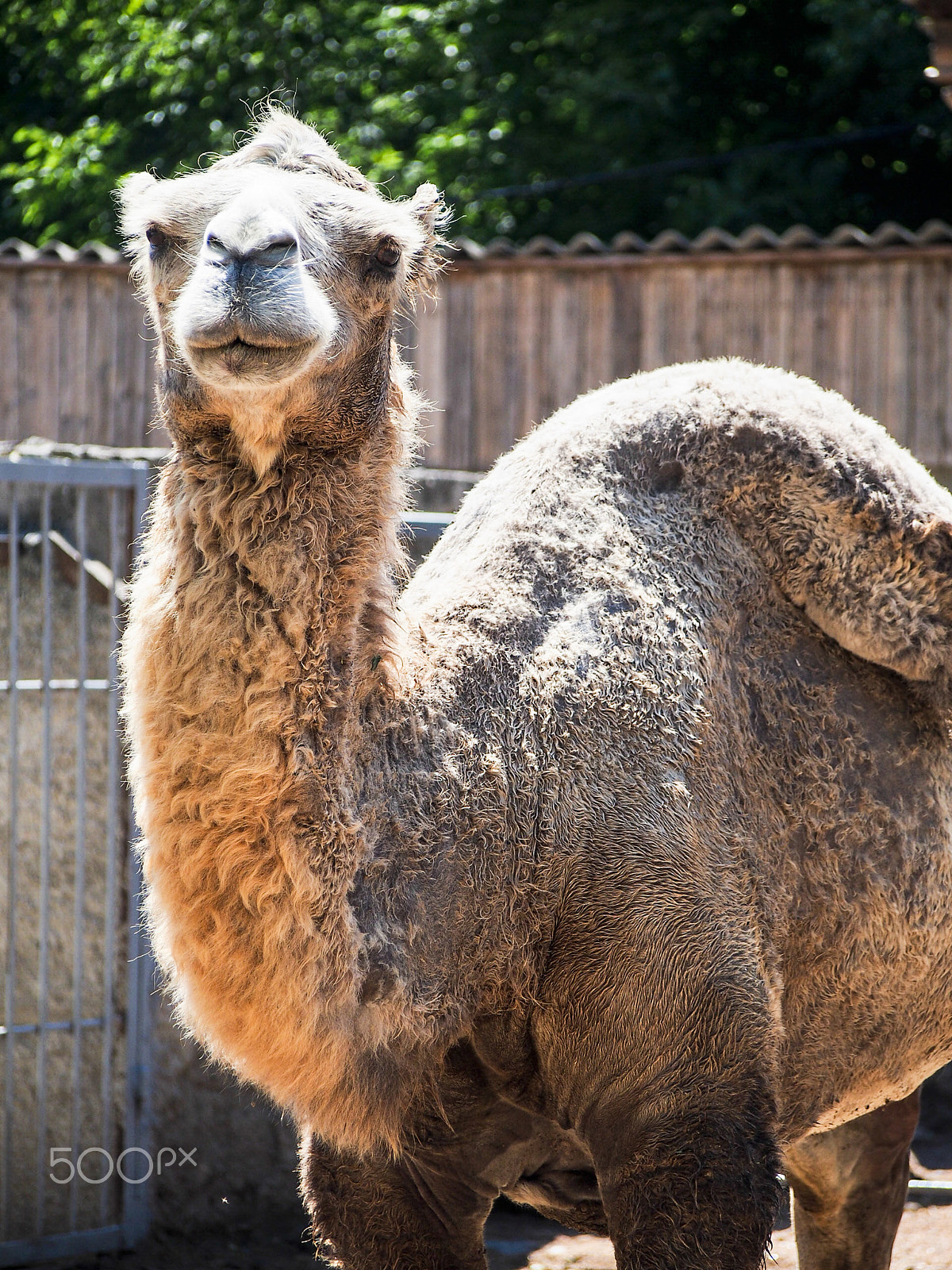 Olympus OM-D E-M5 sample photo. Camel photography