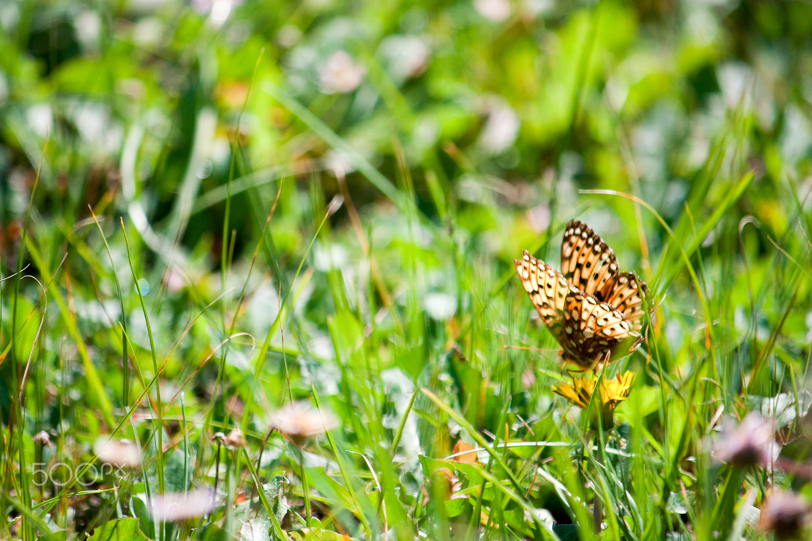 Canon EF-S 55-250mm F4-5.6 IS sample photo. Variegated fritillary butterfly in a meadow photography