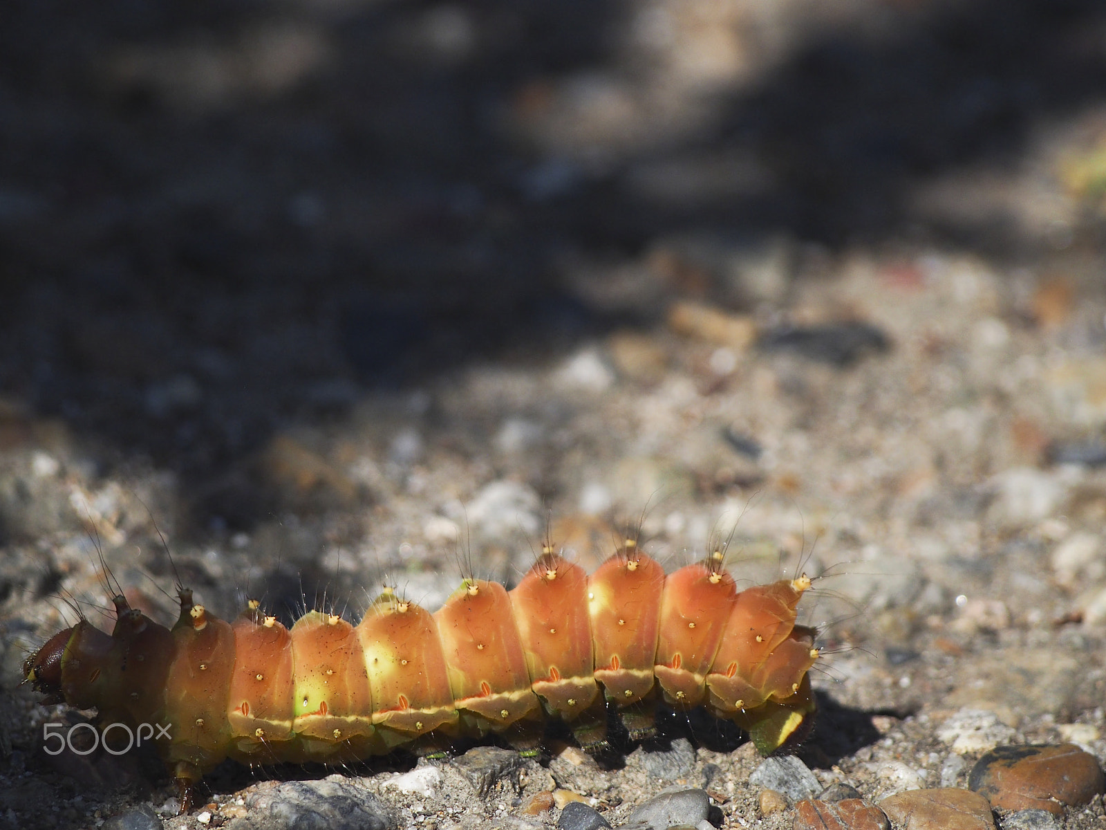 Olympus OM-D E-M5 sample photo. Fat orange caterpillar photography