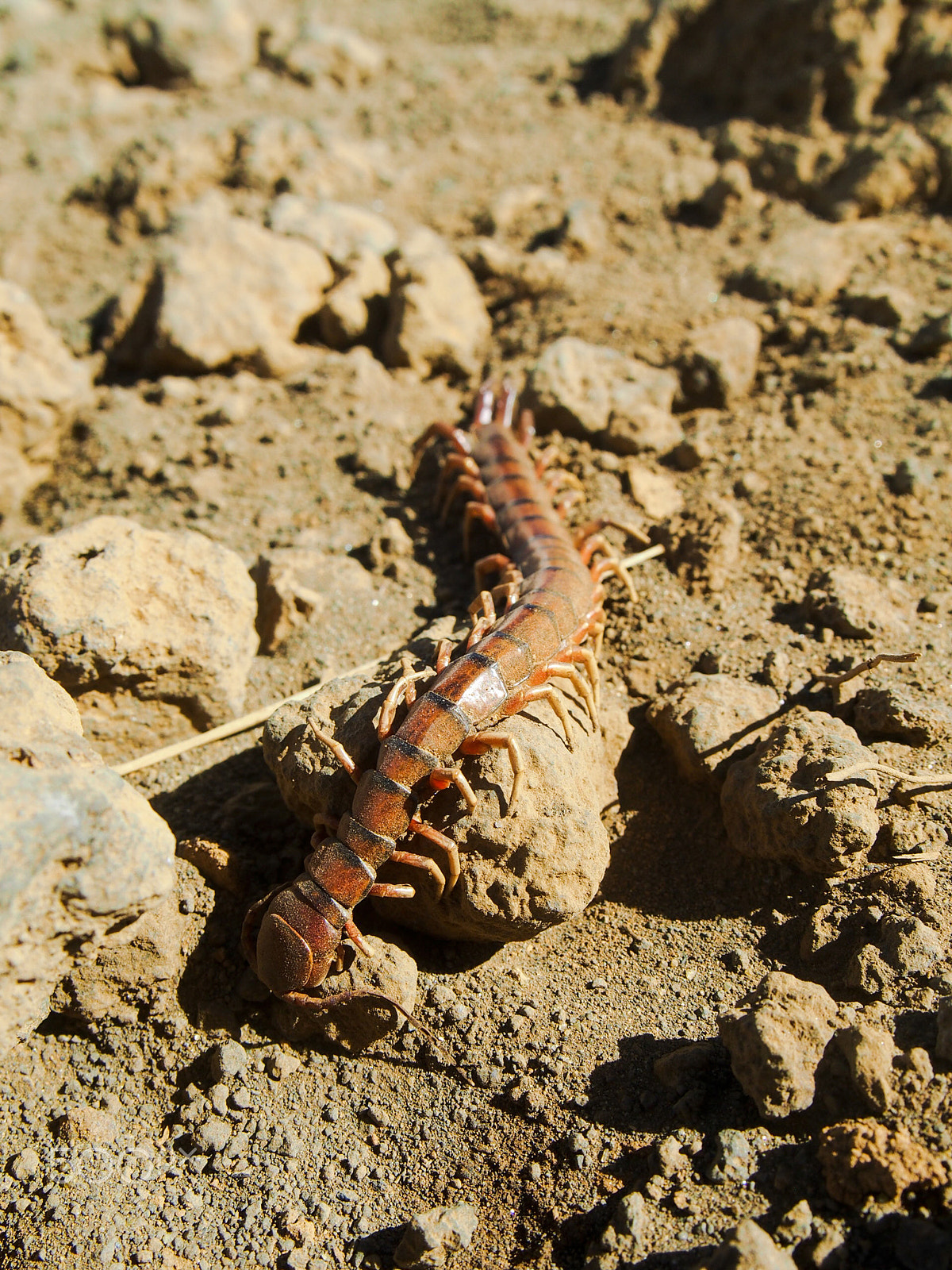 Olympus M.Zuiko Digital 14-42mm F3.5-5.6 II R sample photo. Red and black scolopendra centipede photography