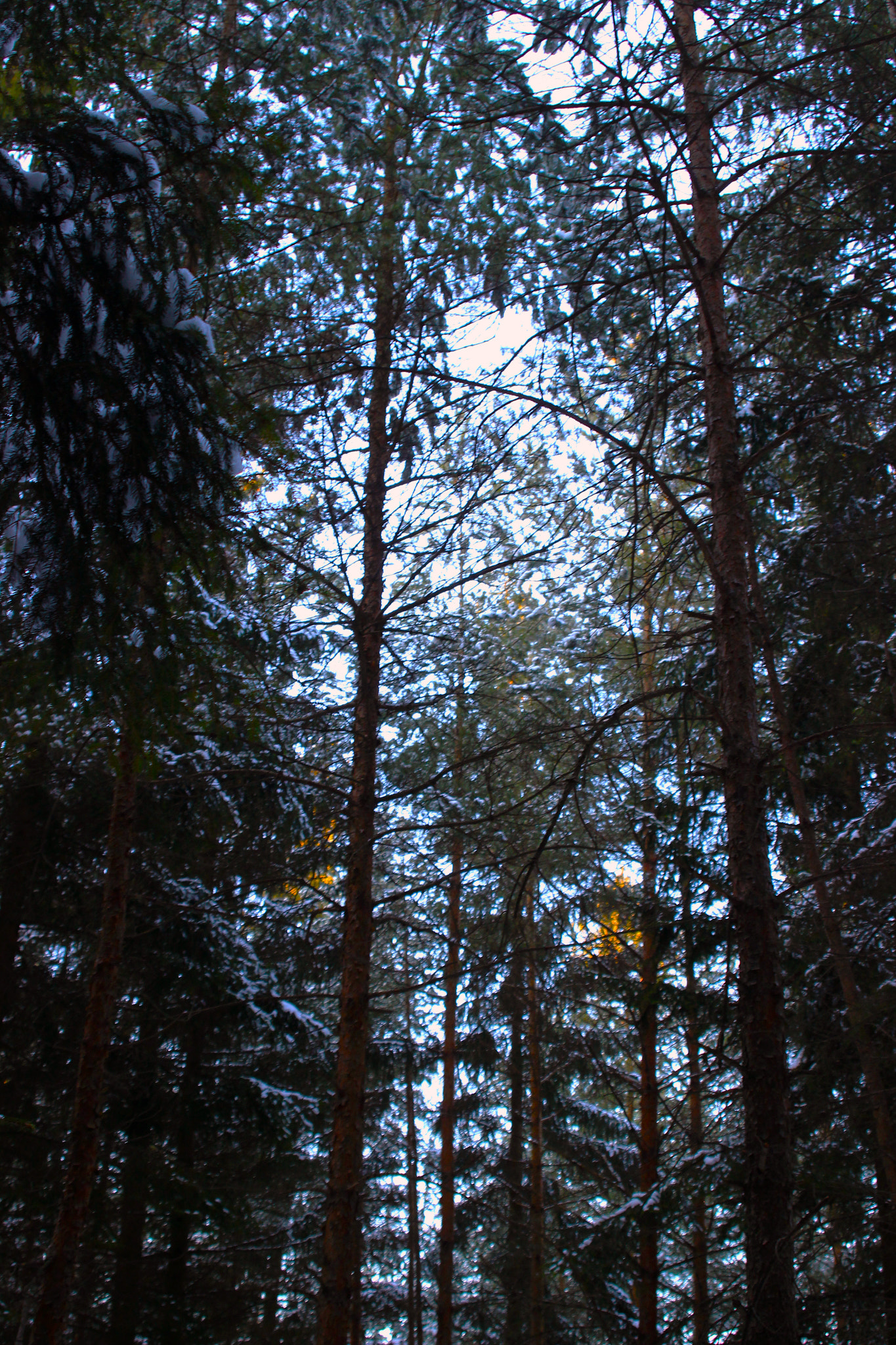 Canon EF 28-80mm f/3.5-5.6 USM sample photo. Trees photography