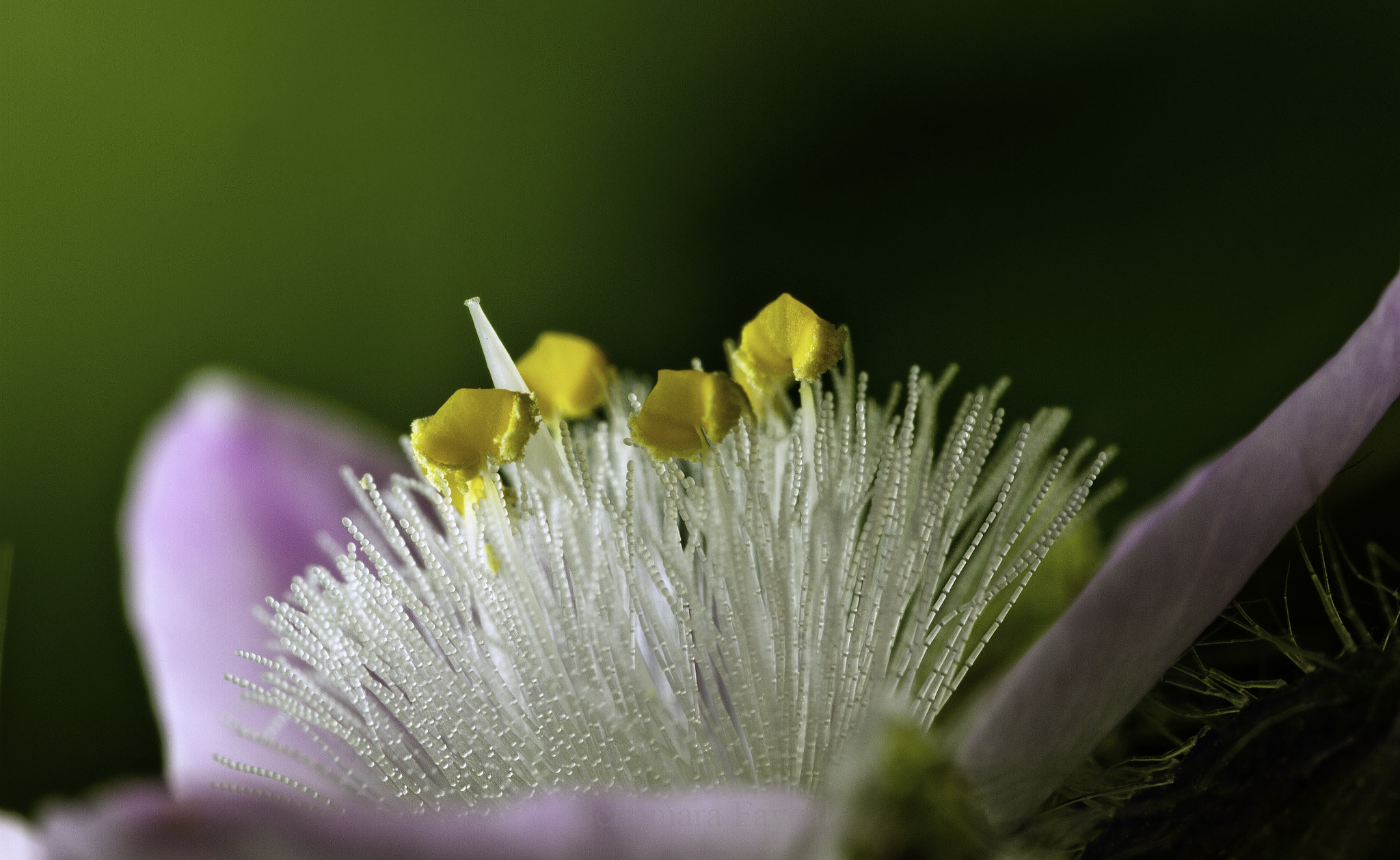 Canon MP-E 65mm F2.5 1-5x Macro Photo sample photo. Commelinaceae photography