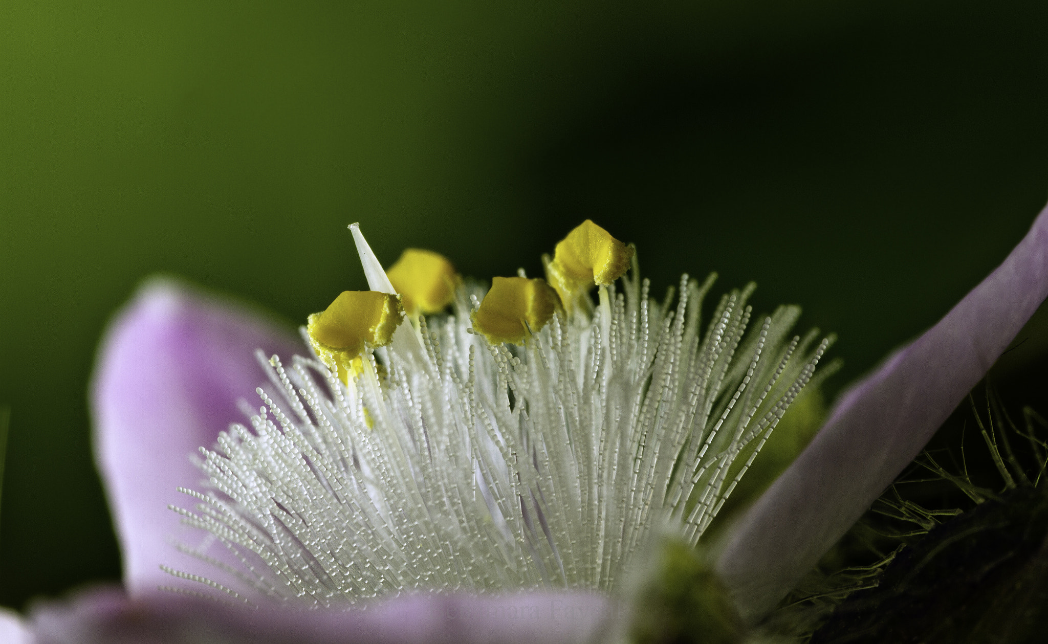 Canon EOS 7D + Canon MP-E 65mm F2.5 1-5x Macro Photo sample photo. Commelinaceae photography