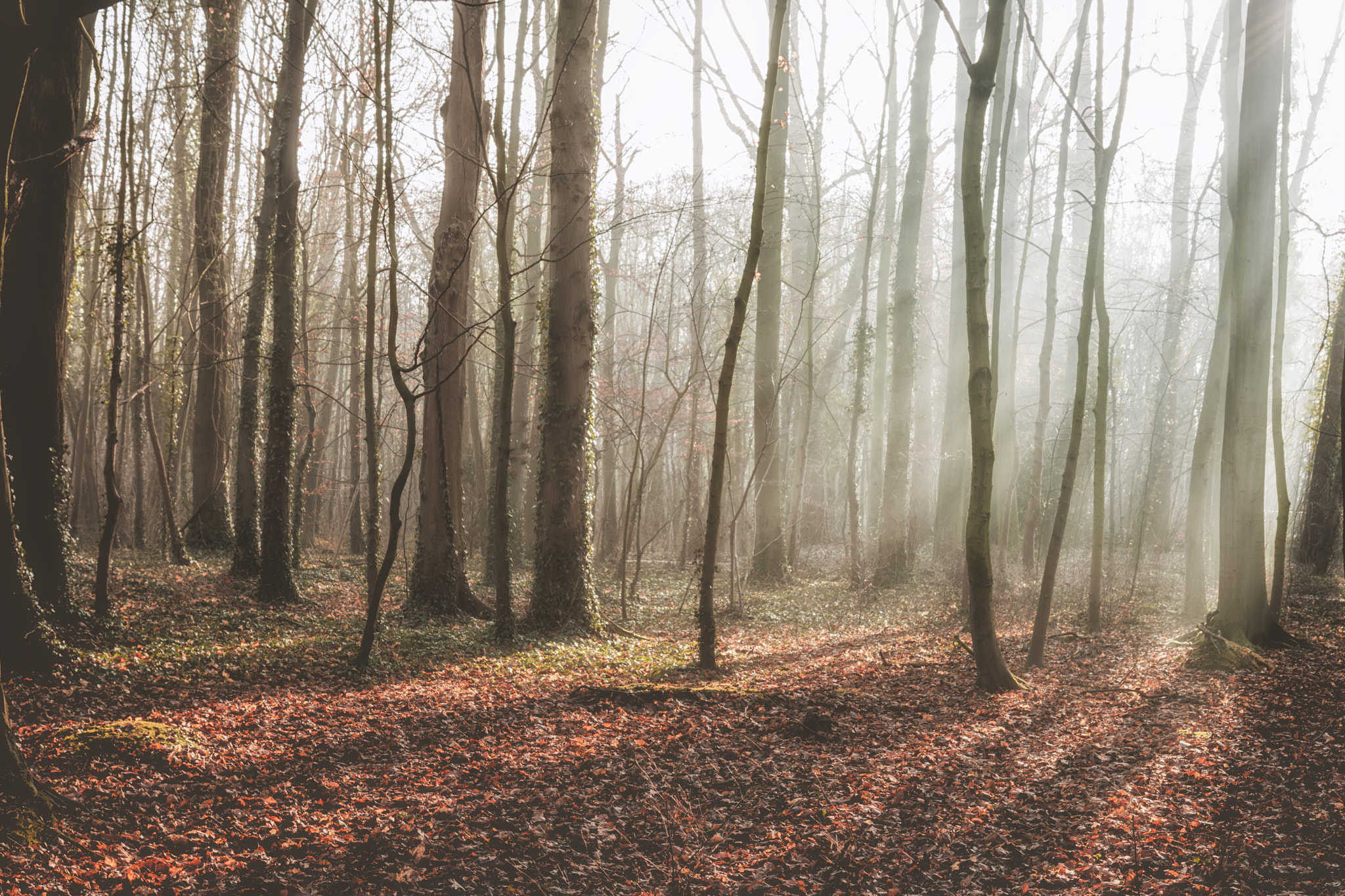 Canon EOS 750D (EOS Rebel T6i / EOS Kiss X8i) sample photo. Woodland at the end of autumn photography