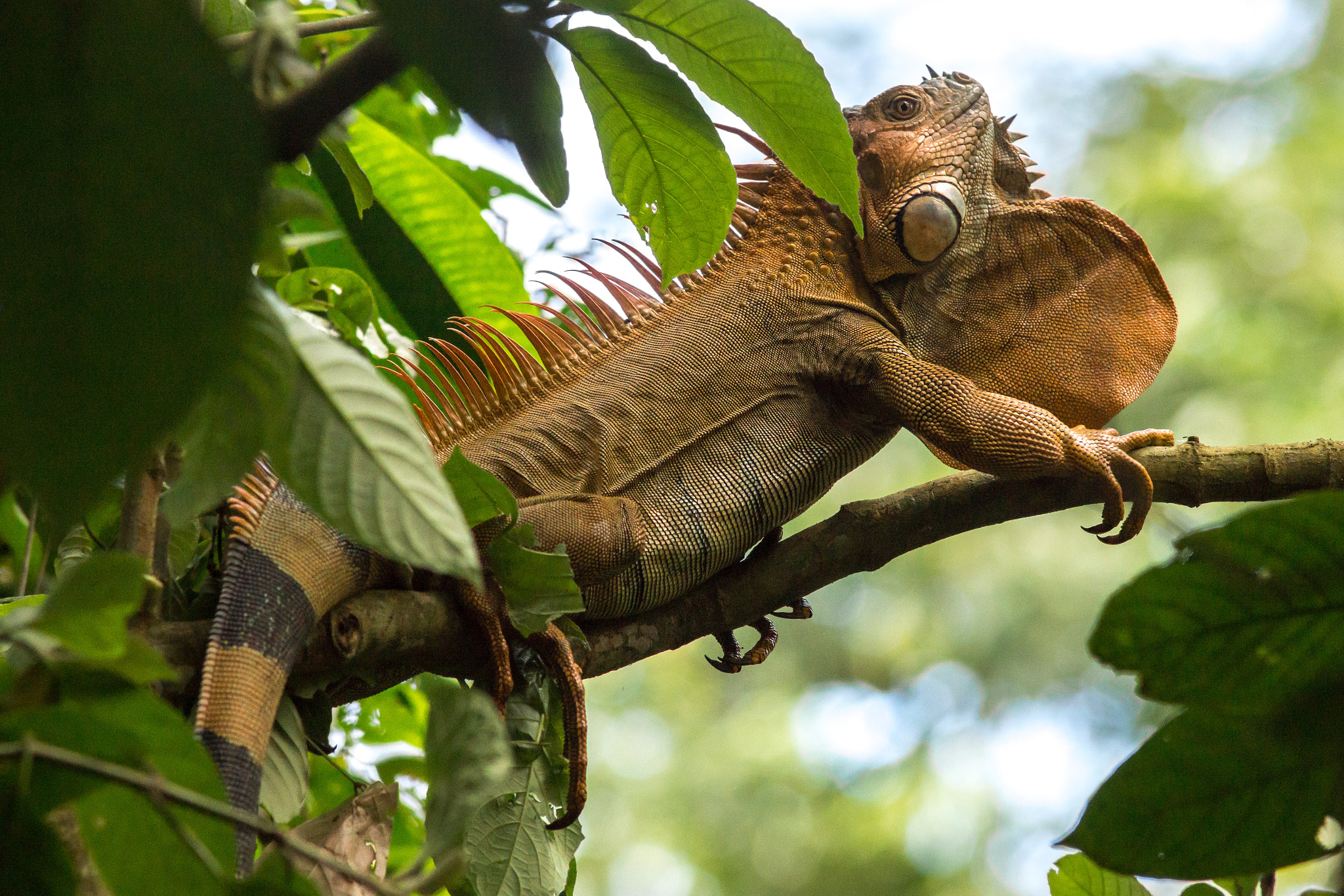 Sony SLT-A77 sample photo. Proud male iguana- costa rica photography