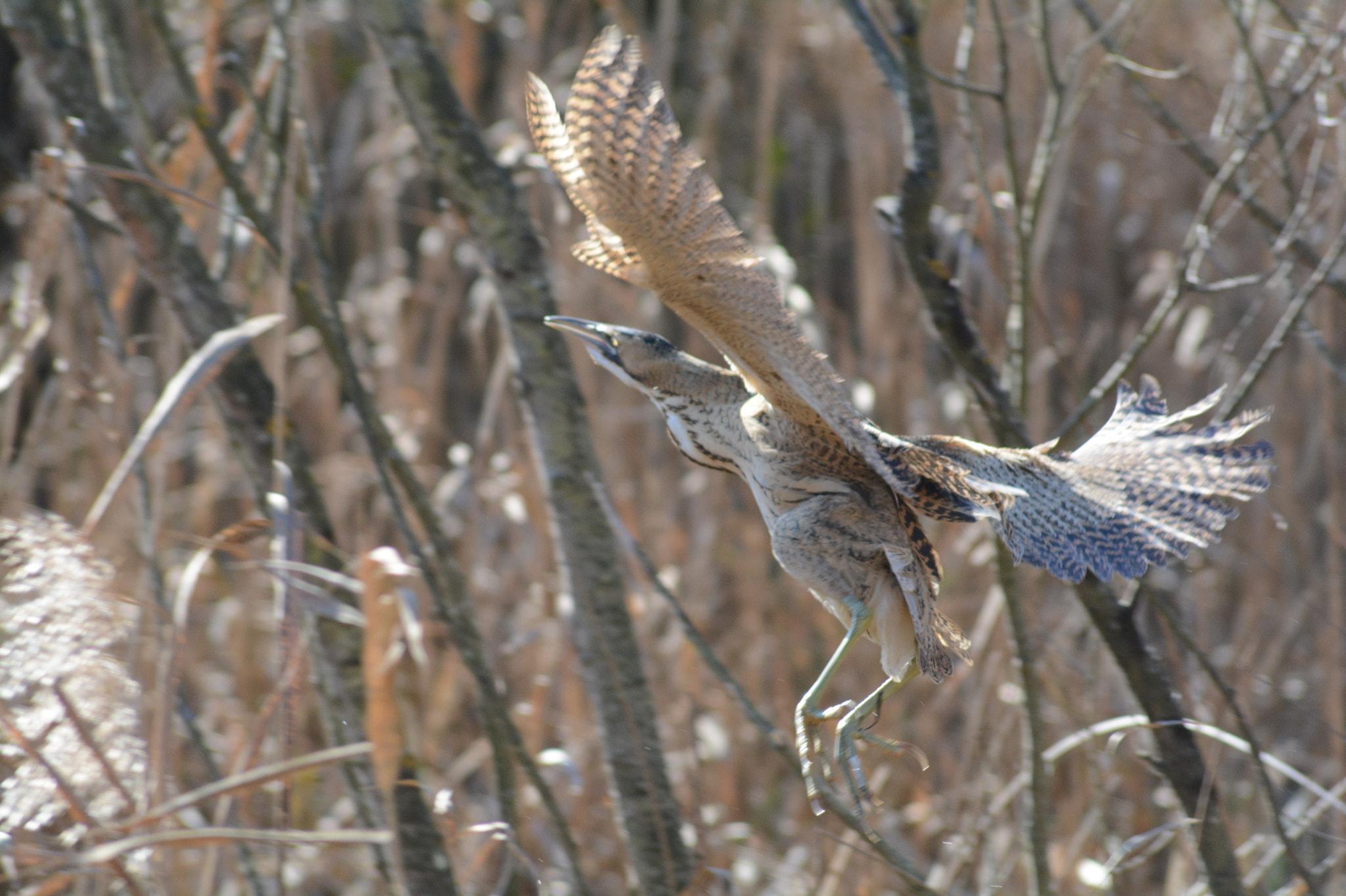 Sigma 70-300mm F4-5.6 APO DG Macro sample photo. The ghost of the pond ! photography