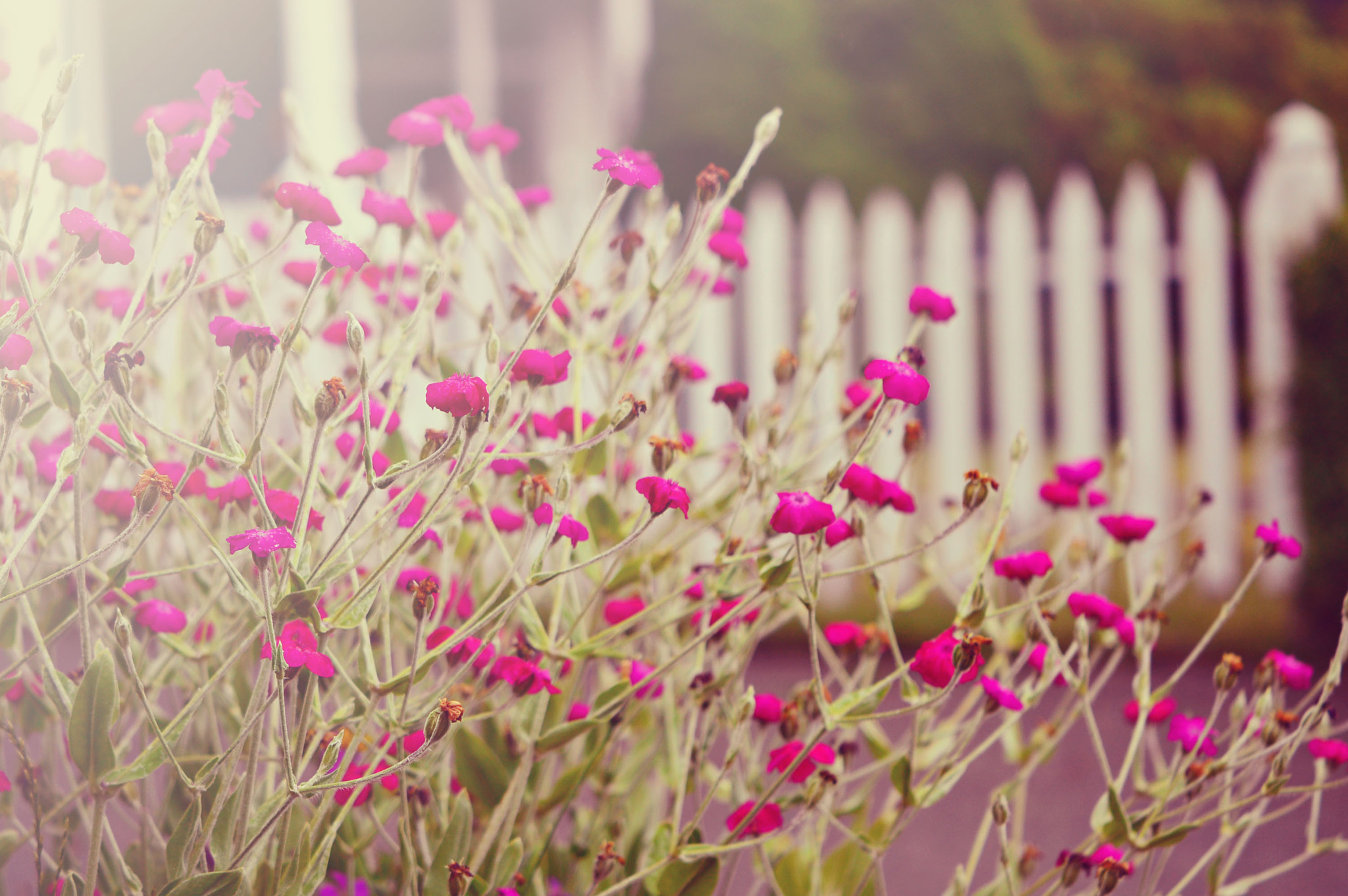 Nikon D3200 + Sigma 18-200mm F3.5-6.3 DC sample photo. Floral photography