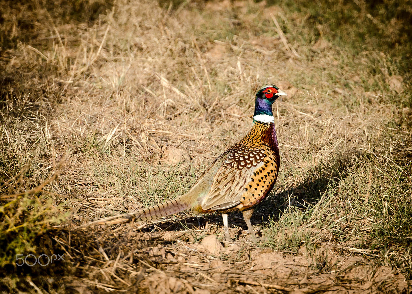 Nikon AF-S Nikkor 70-200mm F2.8G ED VR II sample photo. Ring-necked pheasant photography