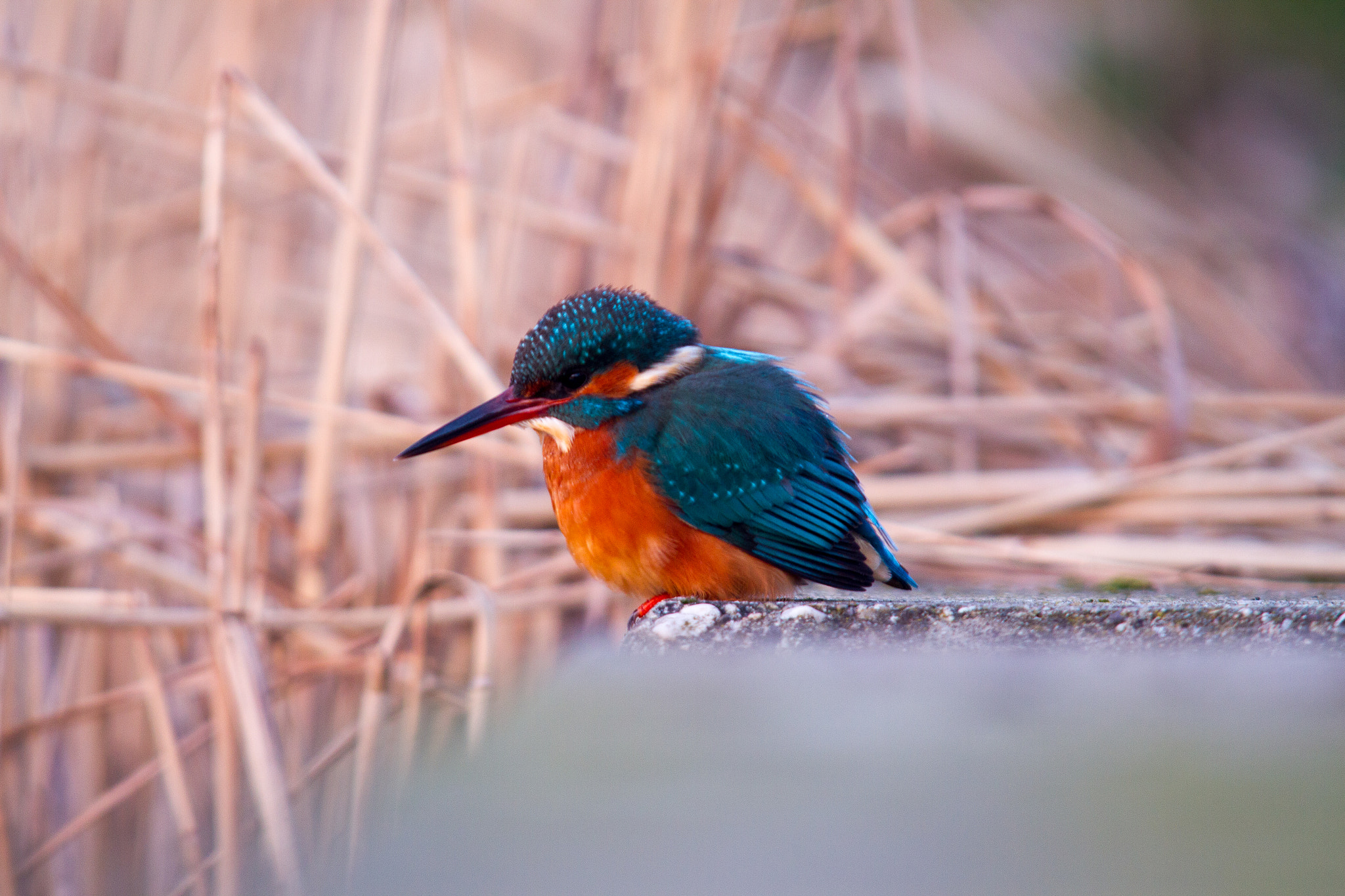 Canon EOS 7D + Sigma 150-500mm F5-6.3 DG OS HSM sample photo. Kingfisher in the evening photography