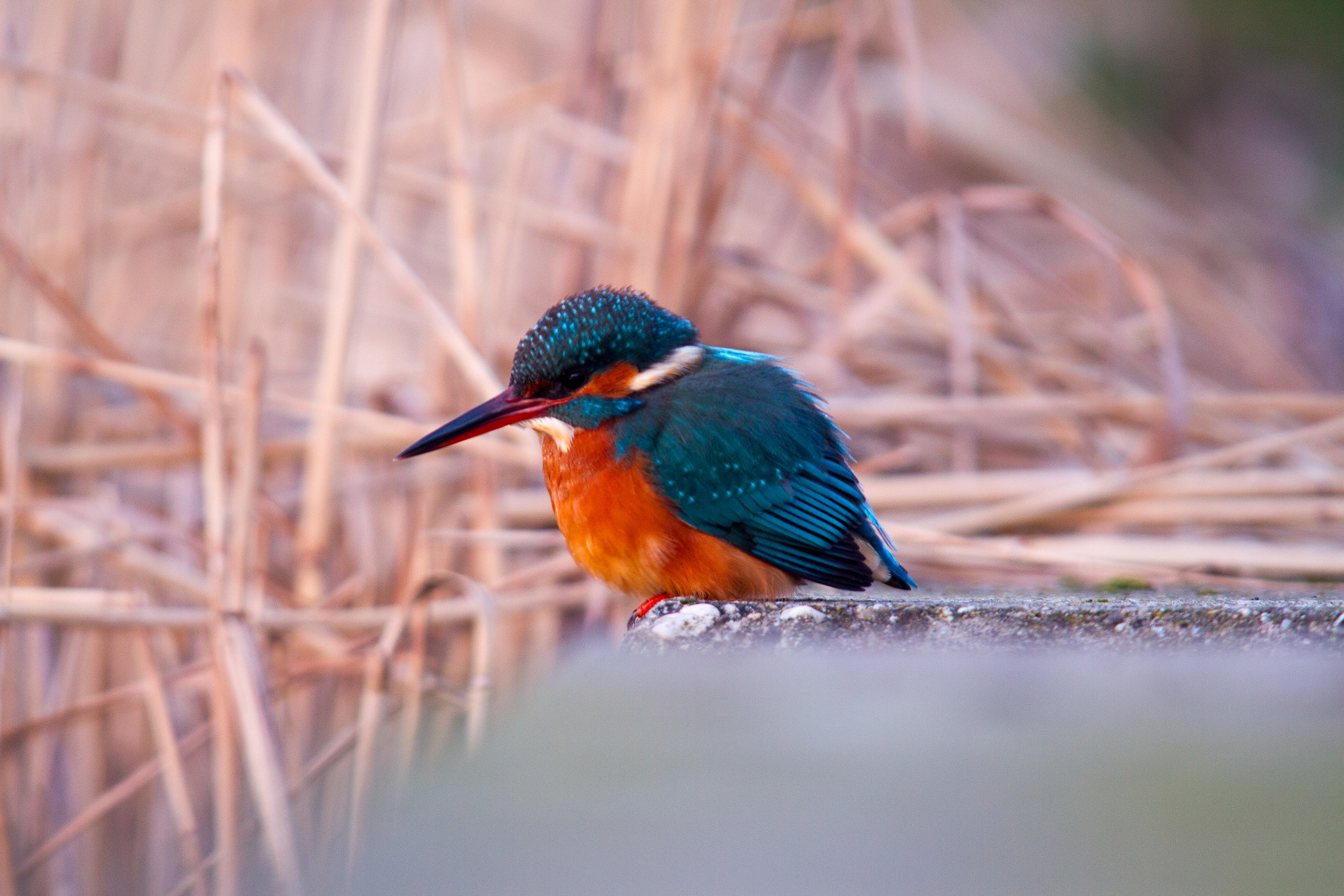 Sigma 150-500mm F5-6.3 DG OS HSM sample photo. Kingfisher in the evening photography