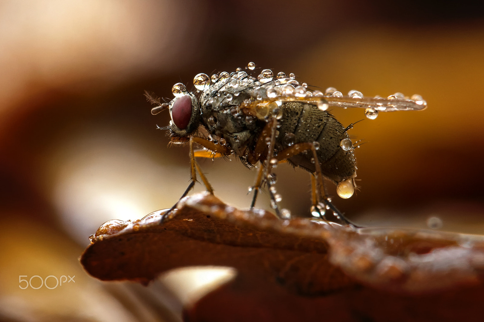 Nikon AF-S Micro-Nikkor 105mm F2.8G IF-ED VR sample photo. Deafed midge photography