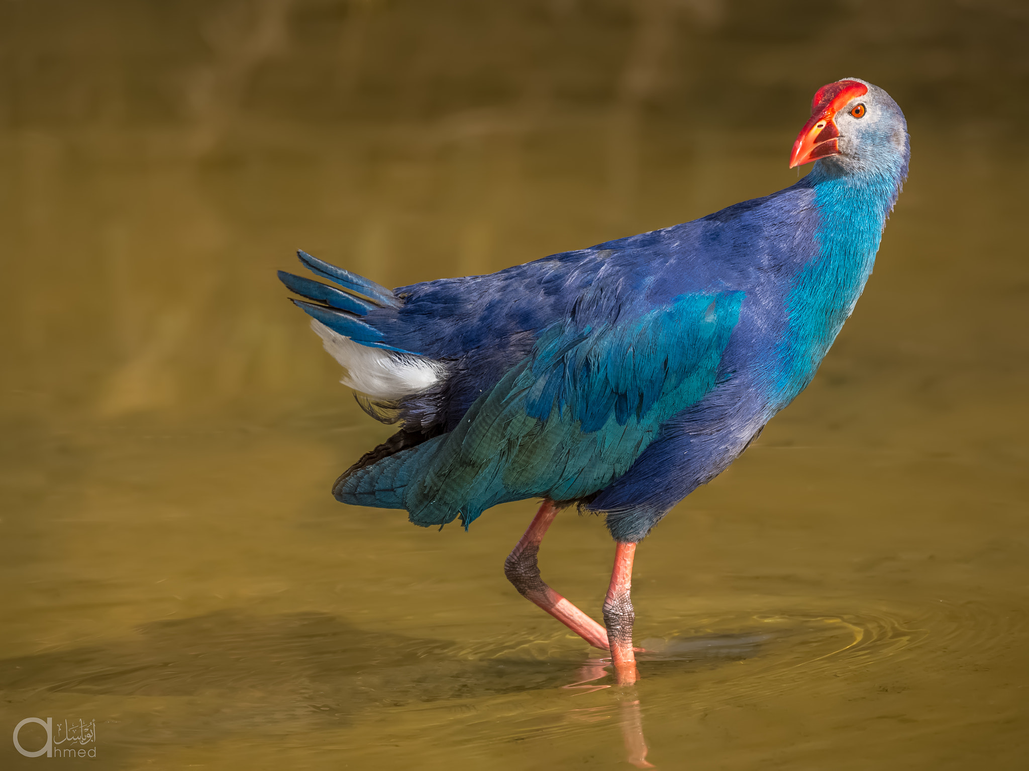 Sigma 150-600mm F5-6.3 DG OS HSM | S sample photo