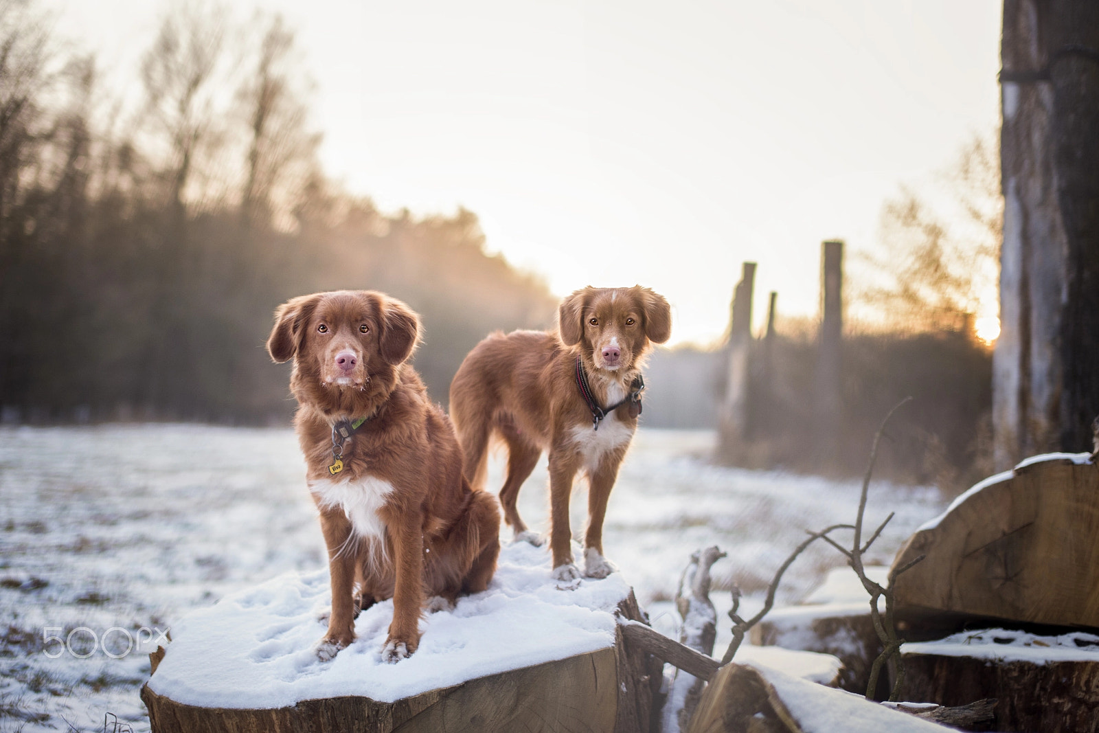 Nikon D3 + Sigma 50mm F1.4 EX DG HSM sample photo. Winter sundown photography