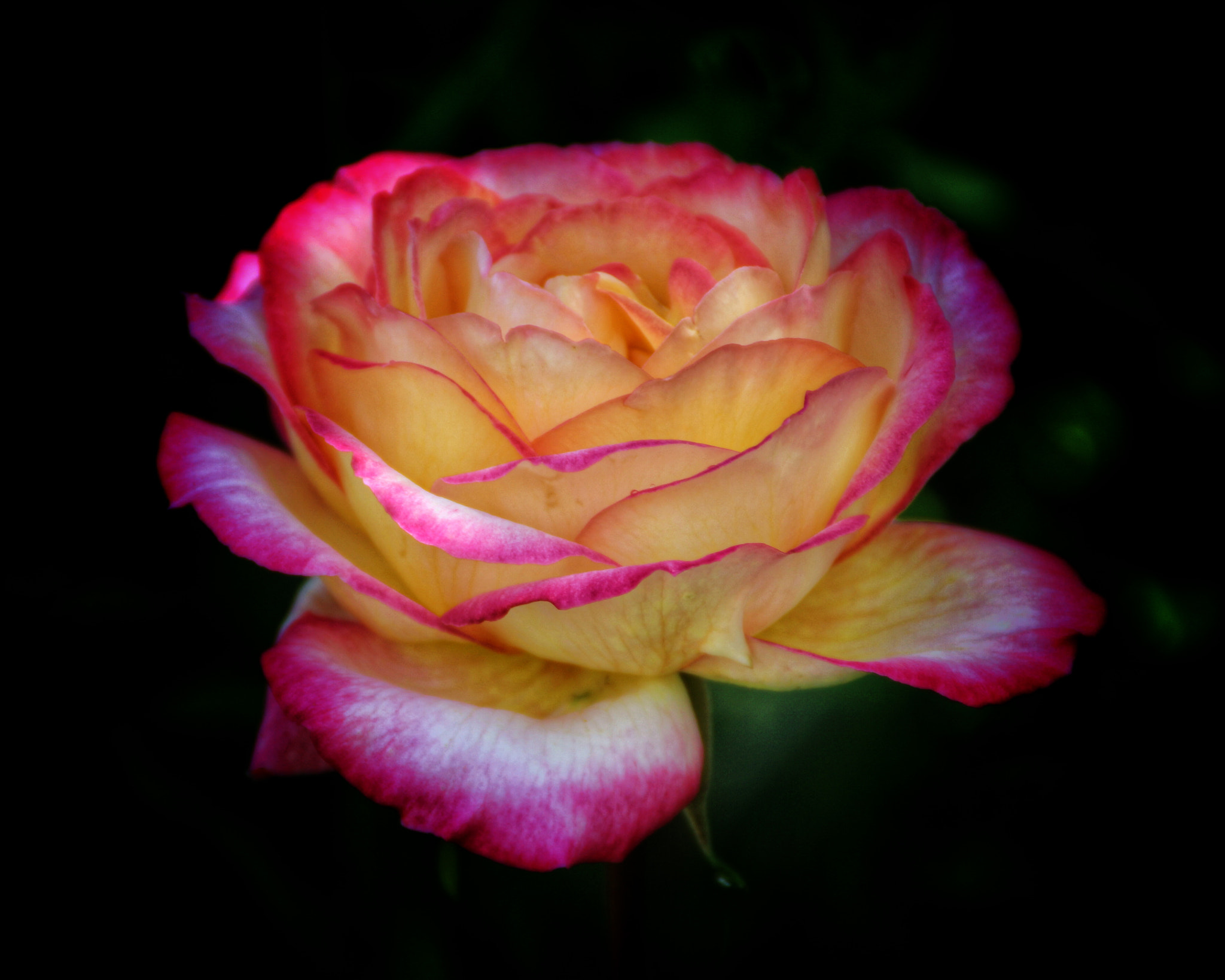 Canon EOS 650D (EOS Rebel T4i / EOS Kiss X6i) sample photo. Rosa photography