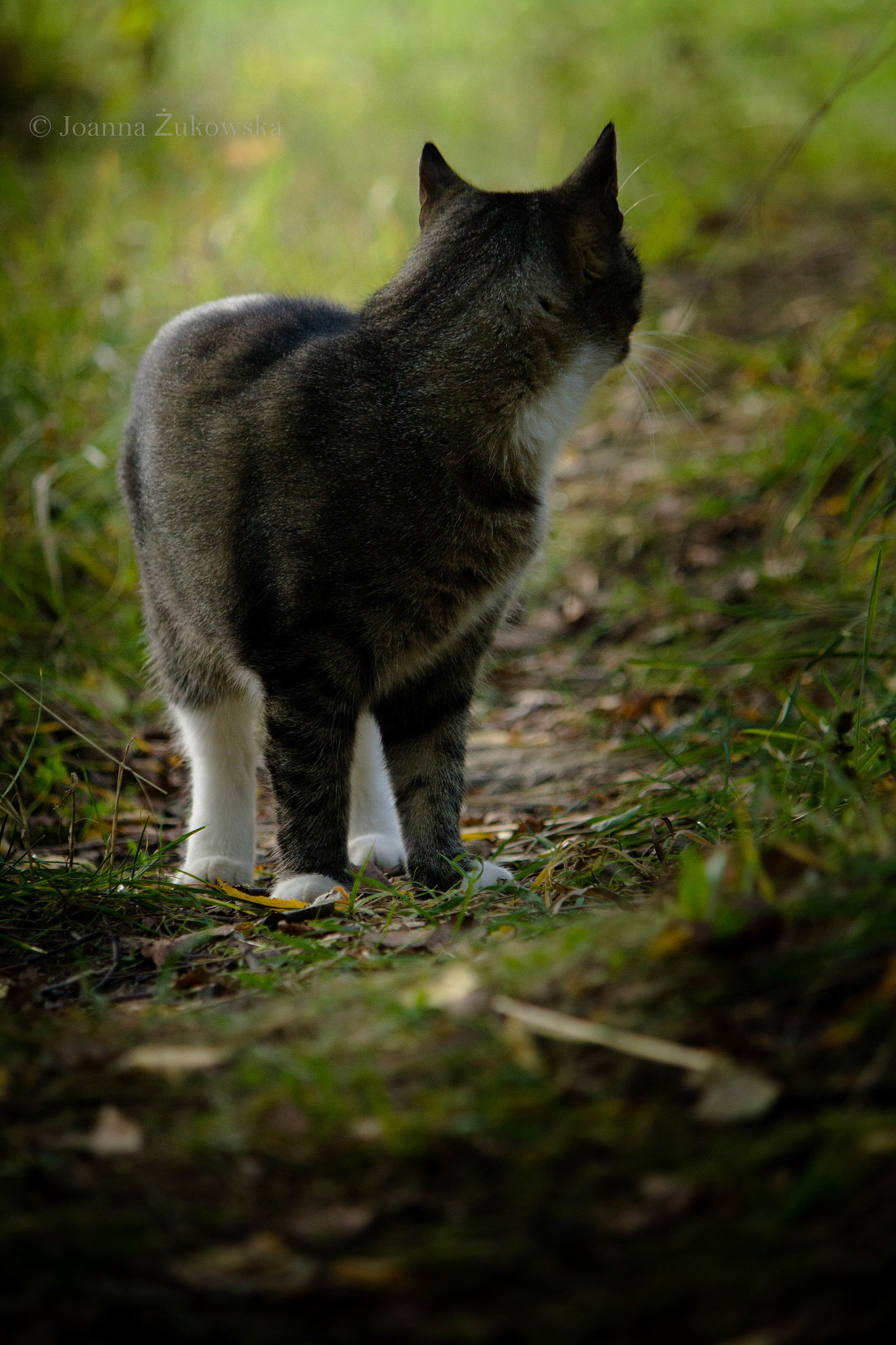 Canon EF-S 55-250mm F4-5.6 IS sample photo. In the forest... photography