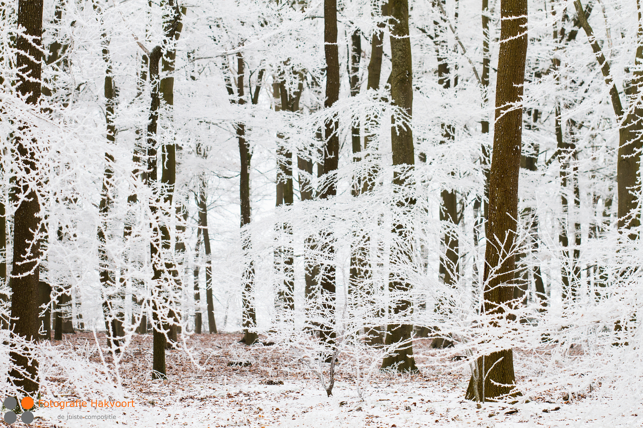 Sigma 70-200mm F2.8 EX DG OS HSM sample photo. Winterwonderland photography