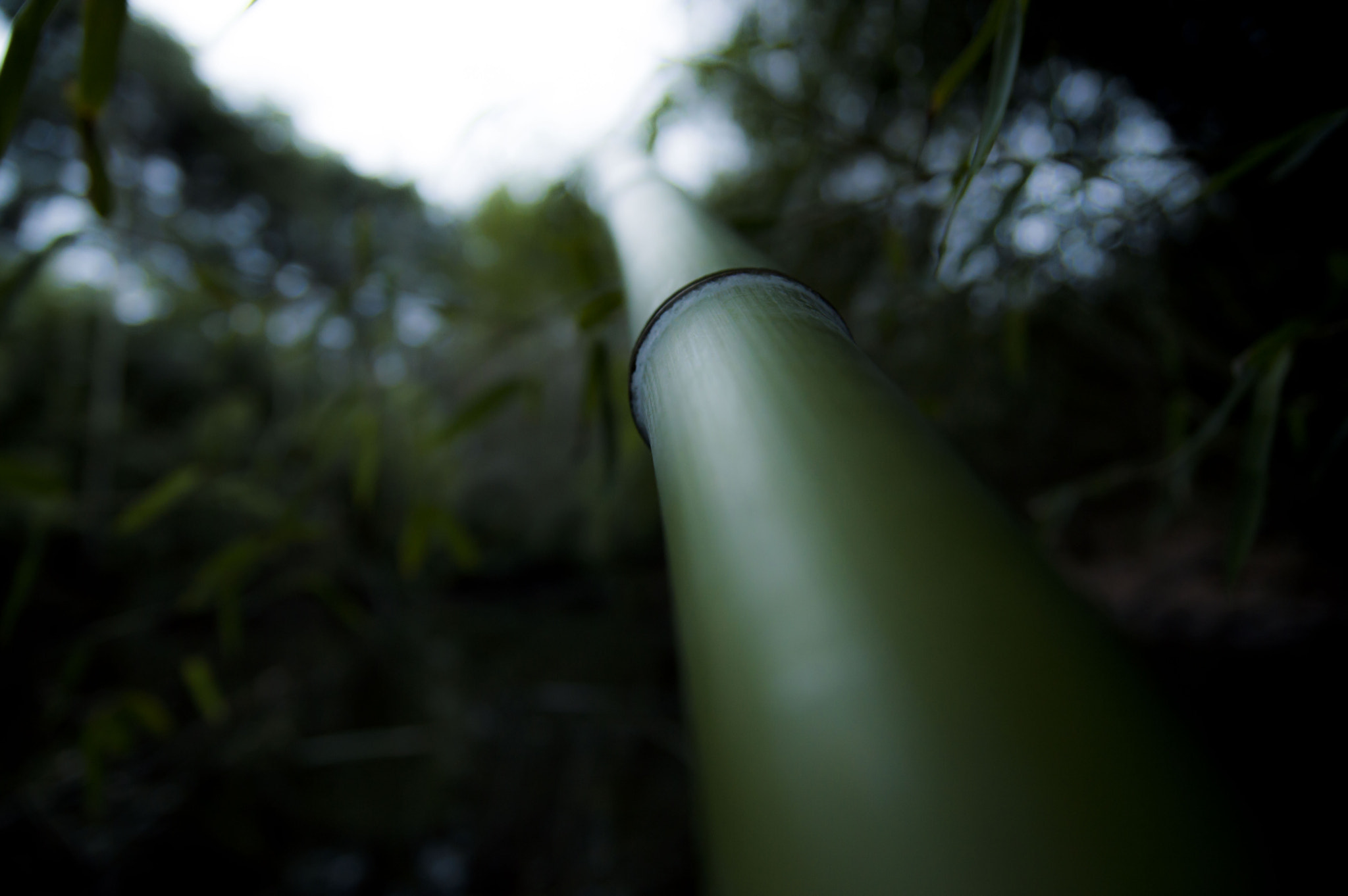 Nikon D3200 sample photo. Green bamboo photography