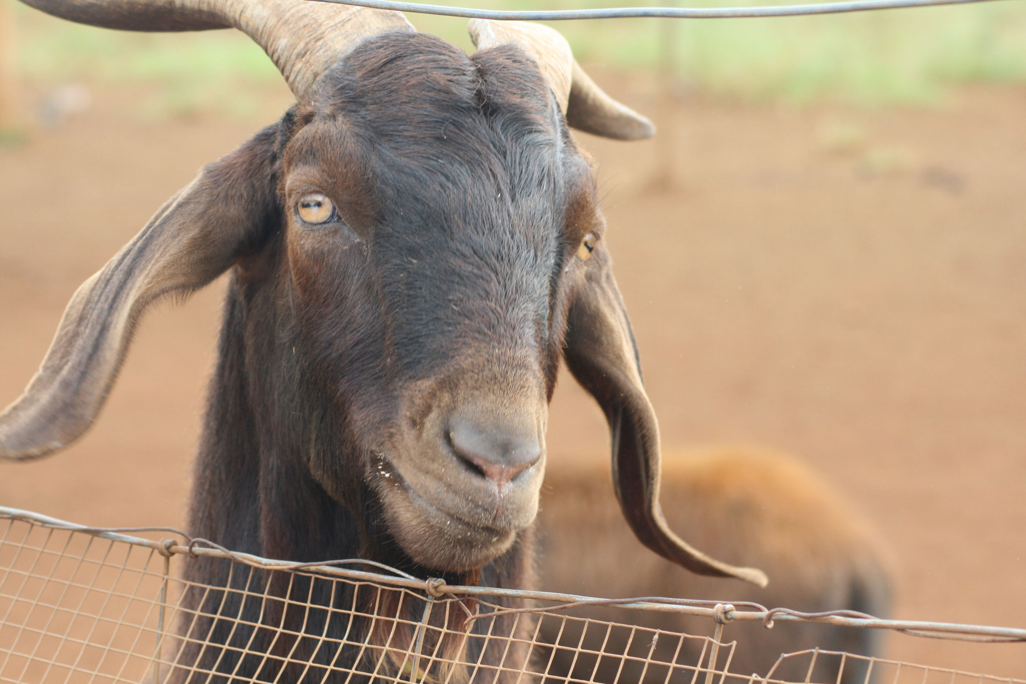 Canon EOS 400D (EOS Digital Rebel XTi / EOS Kiss Digital X) sample photo. Goat photography