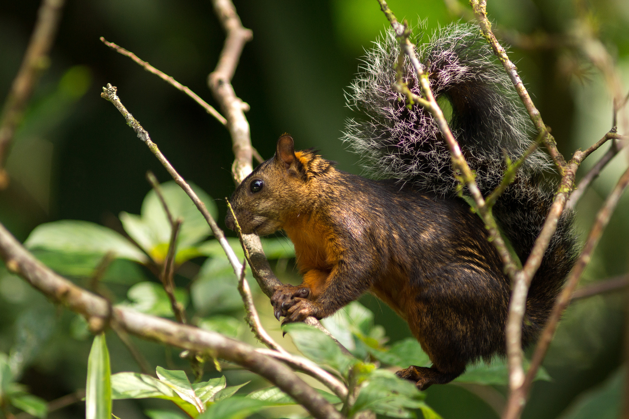 Sony SLT-A77 + Minolta AF 300mm F2.8 HS-APO G sample photo. Variegated squirrel- costa rica photography