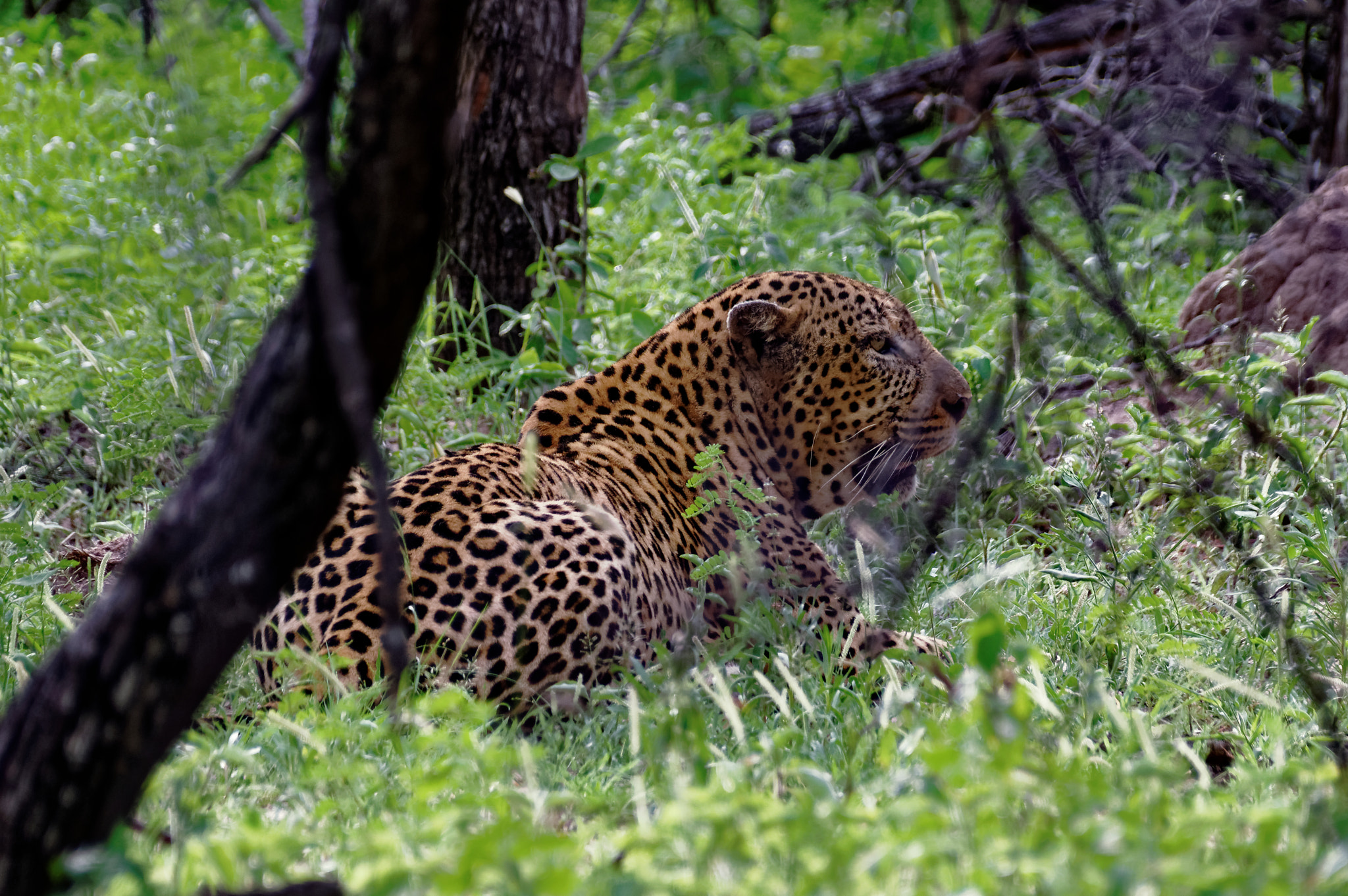 Pentax K-3 sample photo. Leopard photography