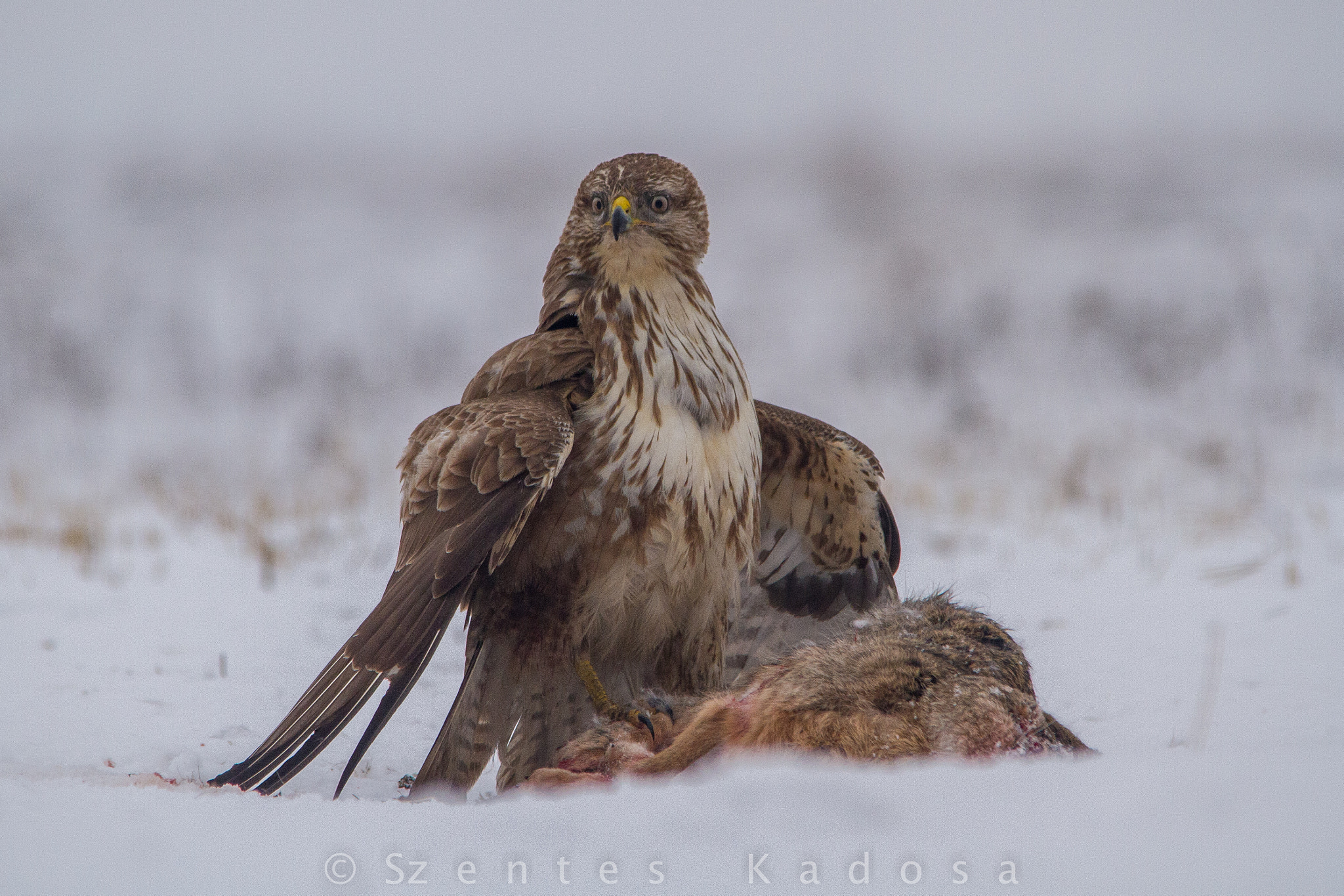 Canon EOS 7D + Sigma 150-500mm F5-6.3 DG OS HSM sample photo. Hares and the hawk photography