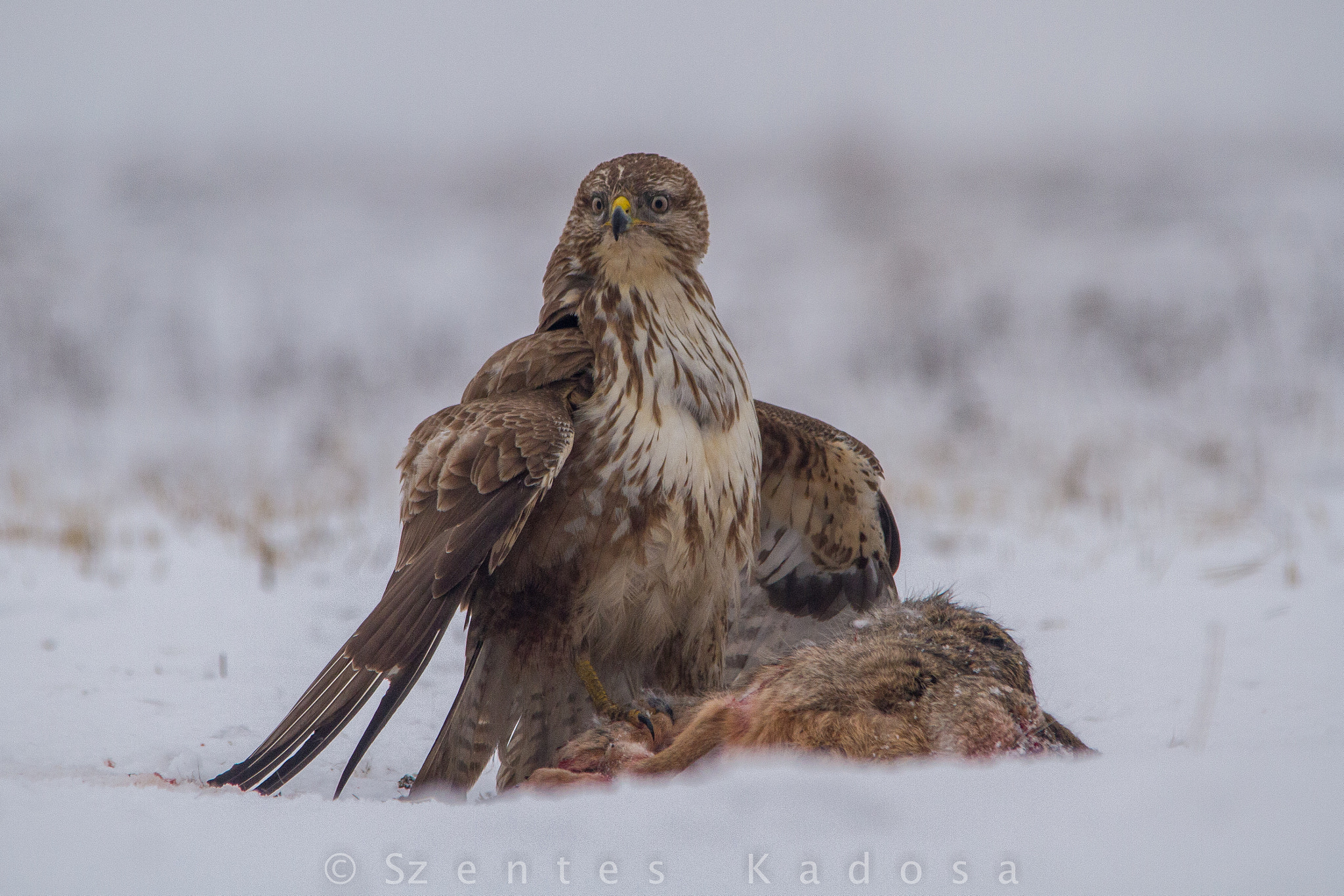 Sigma 150-500mm F5-6.3 DG OS HSM sample photo. Hares and the hawk photography