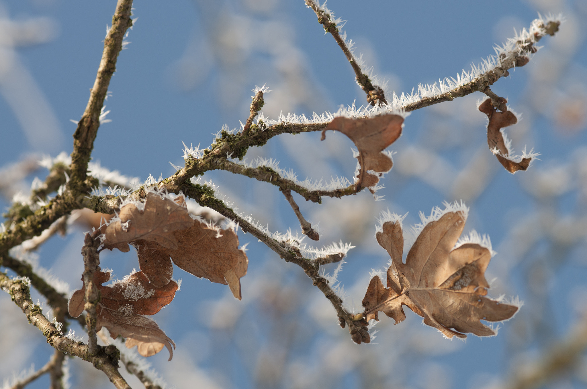 Nikon AF-S Micro-Nikkor 105mm F2.8G IF-ED VR sample photo. Aa photography