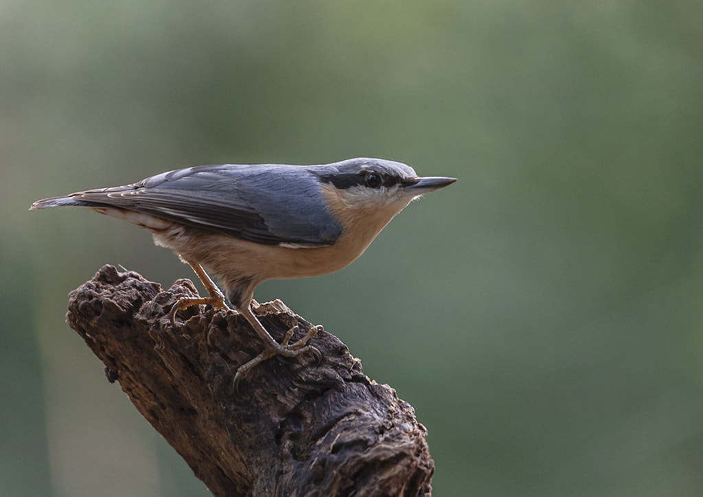 Nikon D3 + Sigma 50-500mm F4.5-6.3 DG OS HSM sample photo. Trepador photography