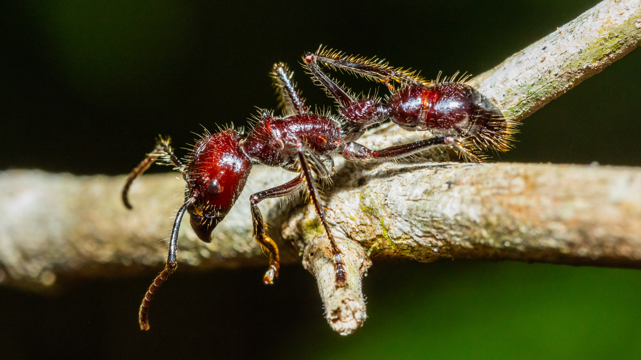 Canon EF 100mm F2.8 Macro USM sample photo. Ameisen photography
