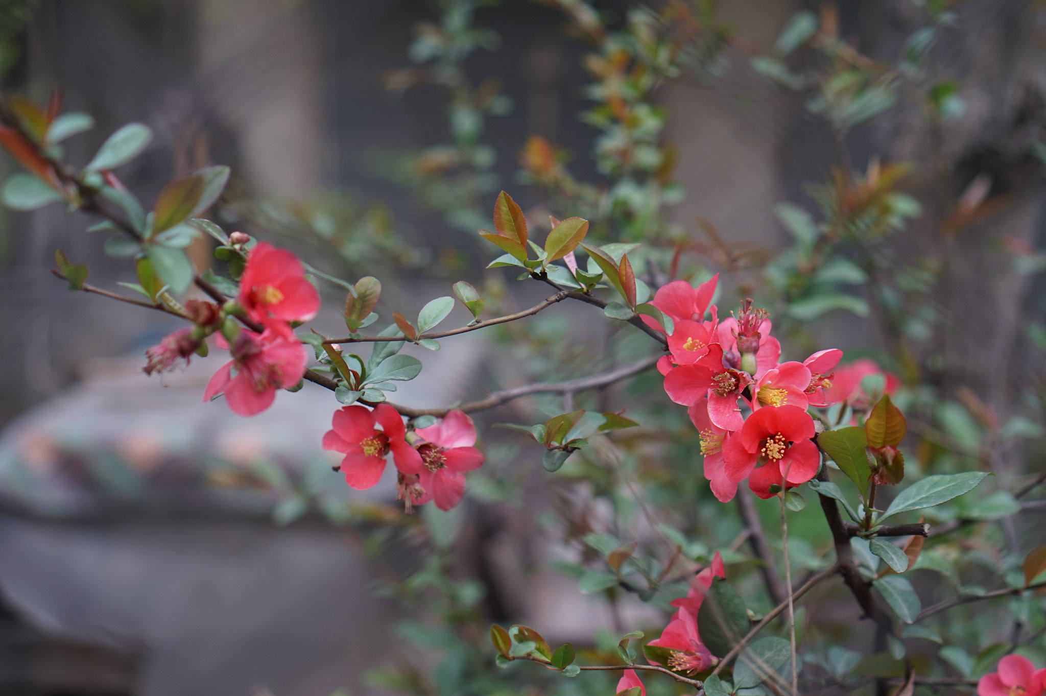 Sony Alpha QX1 + Sony E 35mm F1.8 OSS sample photo. Tellerin ardında pembe tomurcuk photography