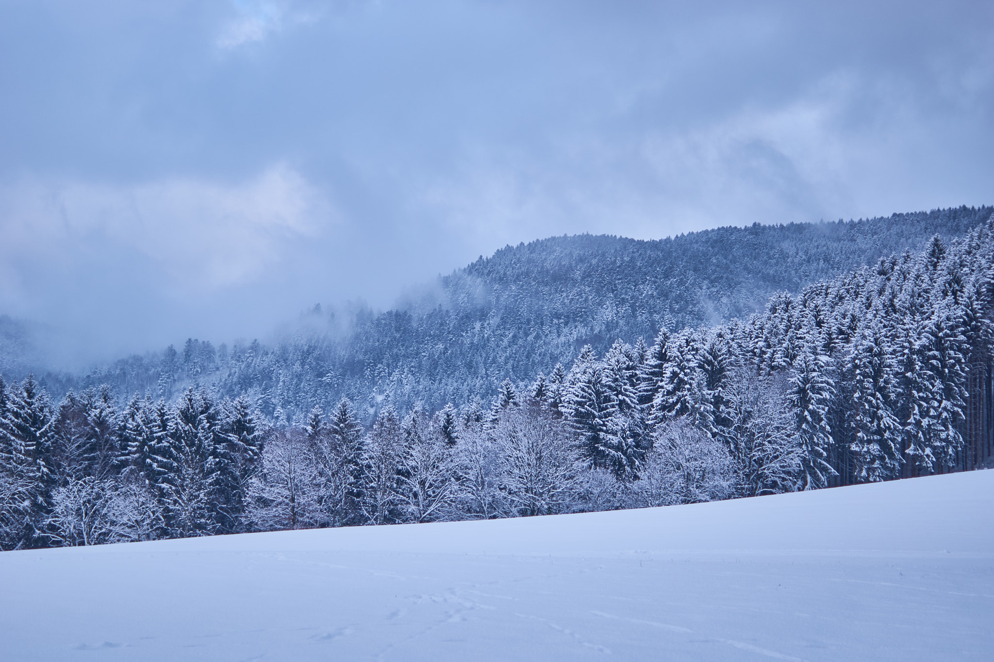 Sony SLT-A77 sample photo. Clouds above the trees photography