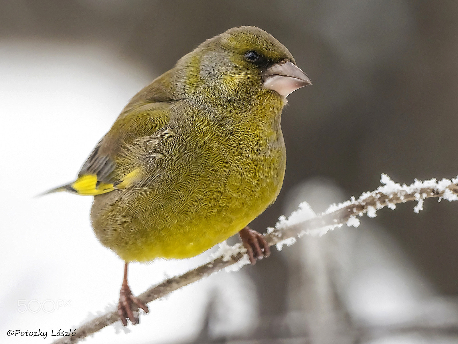 Olympus OM-D E-M1 Mark II + OLYMPUS M.300mm F4.0 sample photo. Greenfinch photography