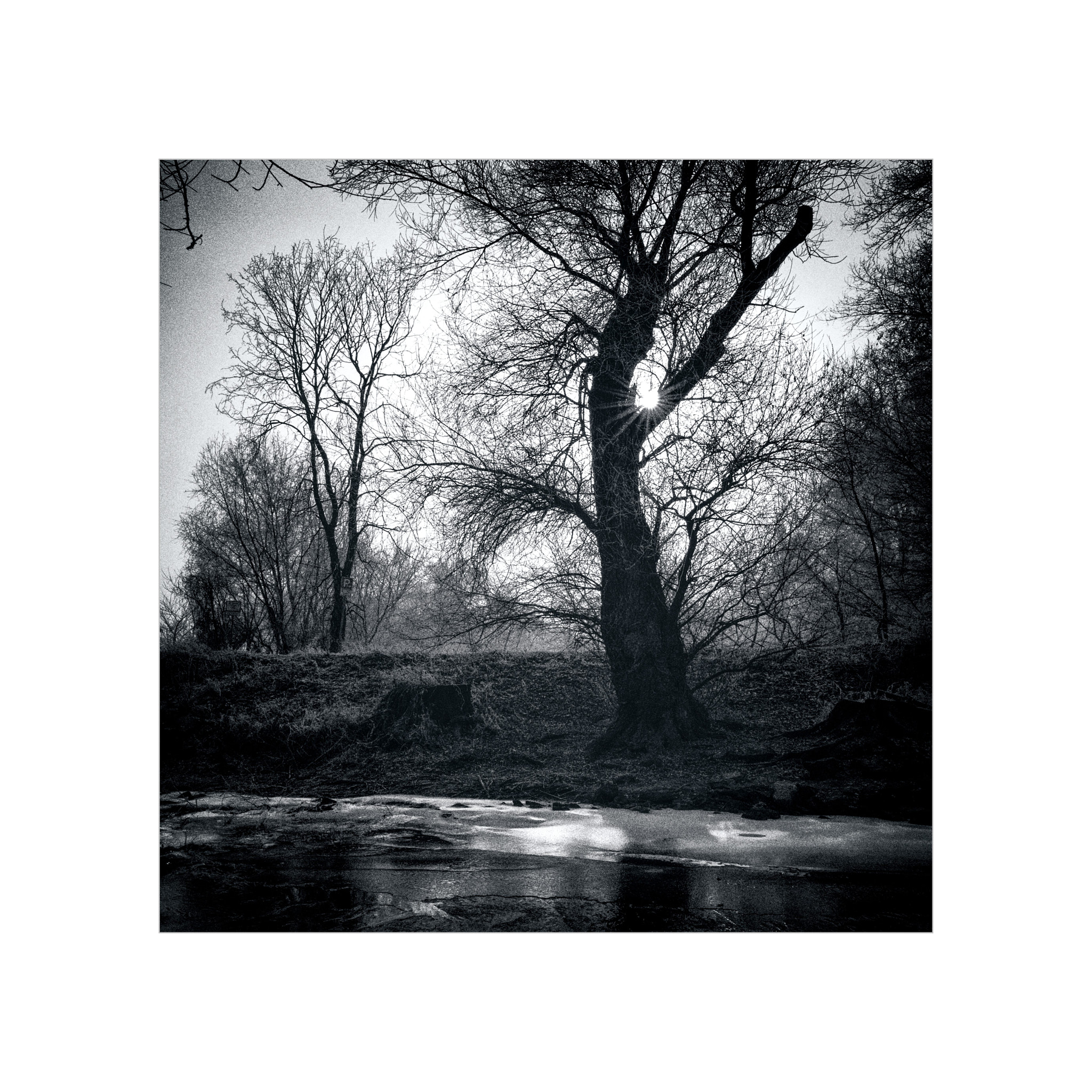 Leica S (TYP 006) sample photo. Ice tree photography