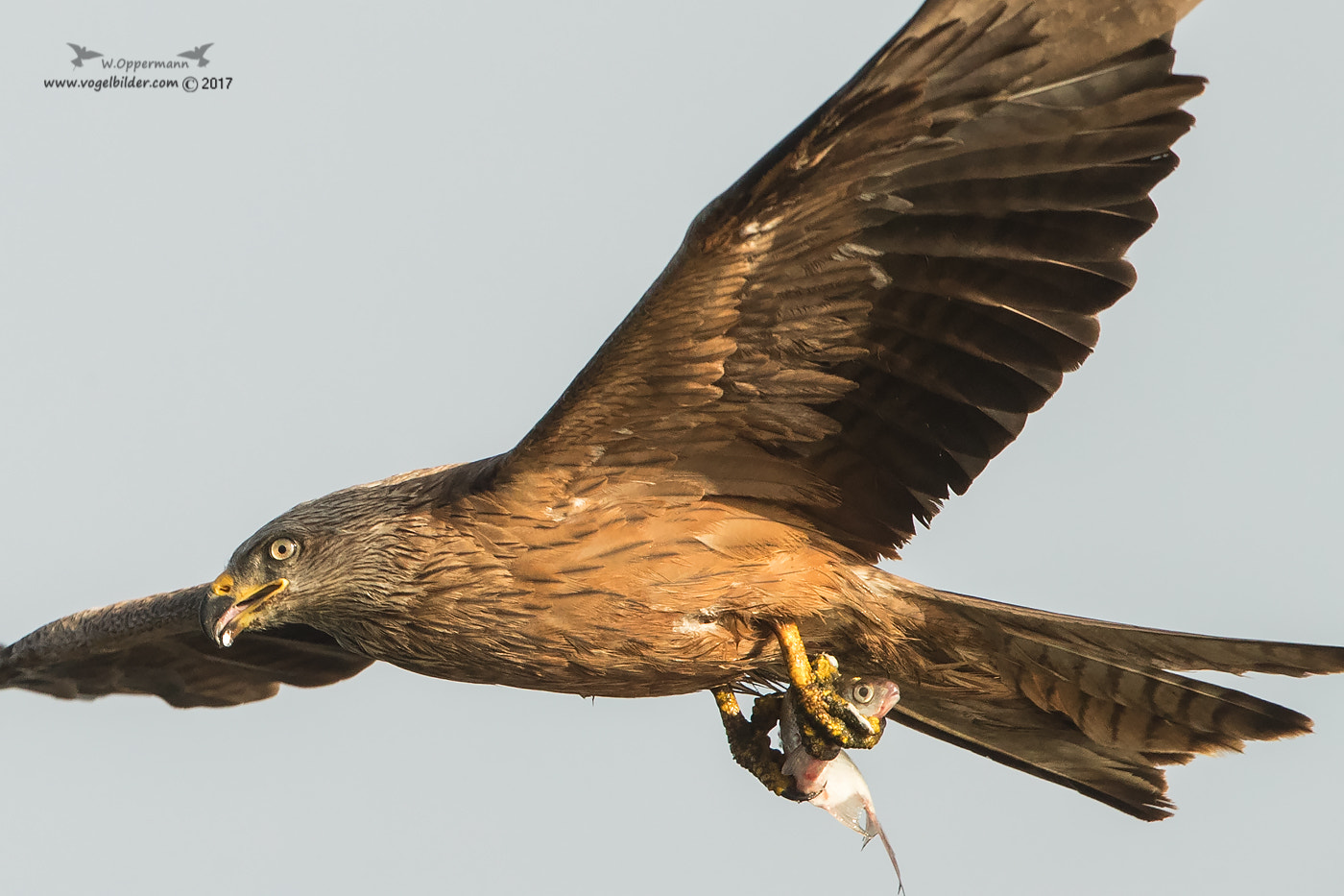 Canon EF 600mm F4L IS II USM sample photo. Detail  photography