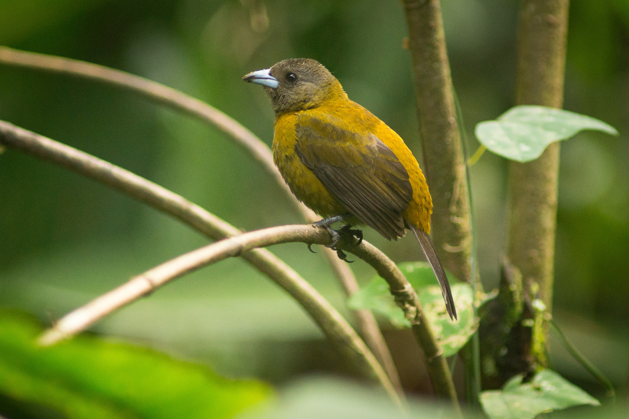 Sony SLT-A77 + Minolta AF 300mm F2.8 HS-APO G sample photo. Scarlet-rumped tanager female- costa rica photography