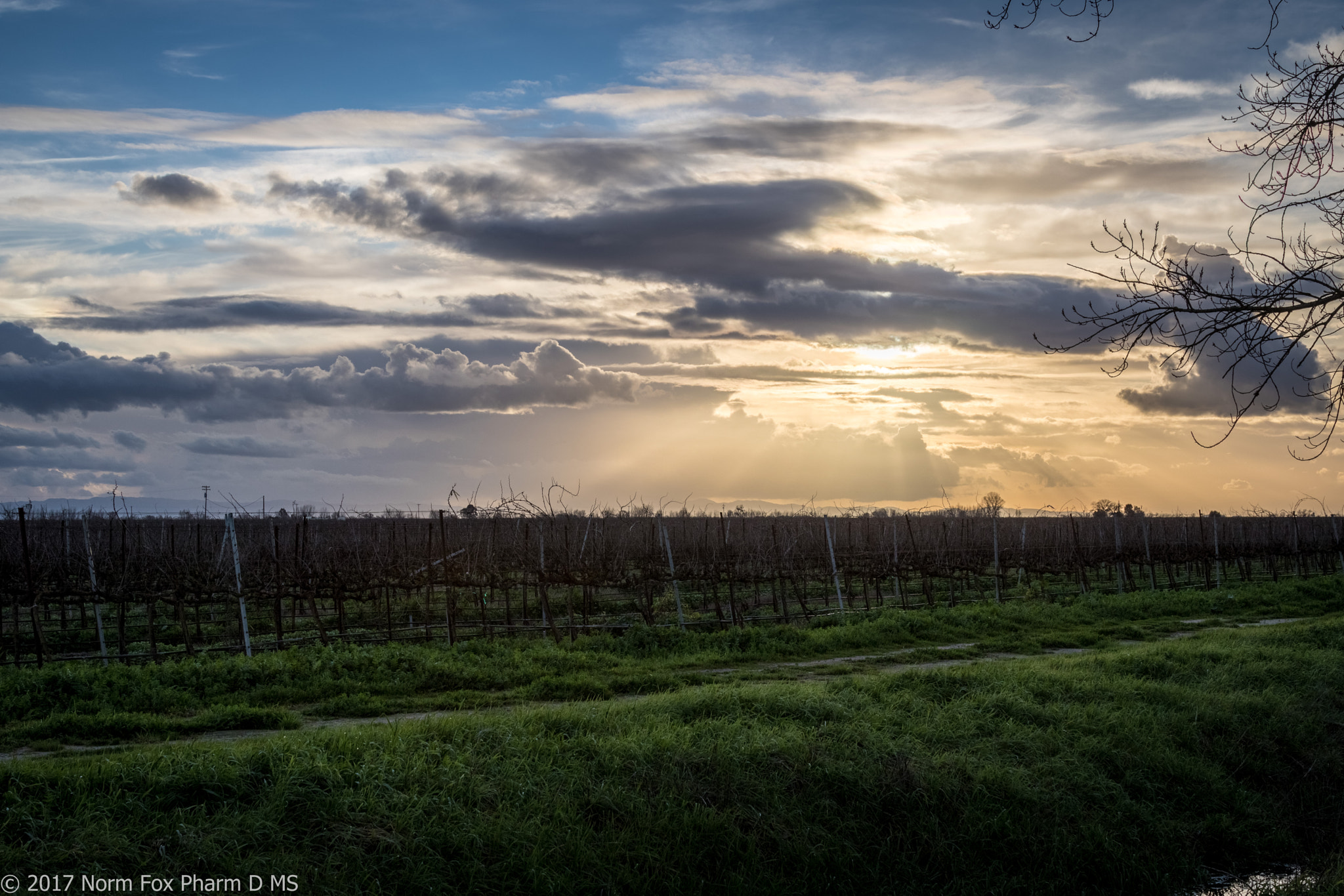Canon EOS 760D (EOS Rebel T6s / EOS 8000D) + Canon EF 24-105mm F4L IS USM sample photo. Winter vineyards after the rain photography
