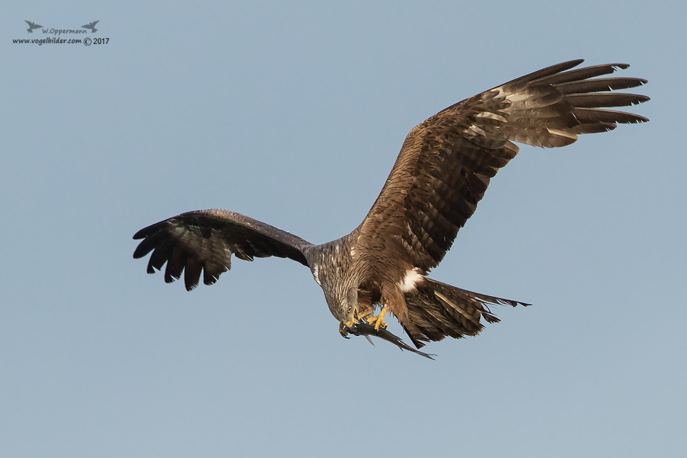Canon EF 600mm F4L IS II USM sample photo. Schwarzmilan / black kite photography