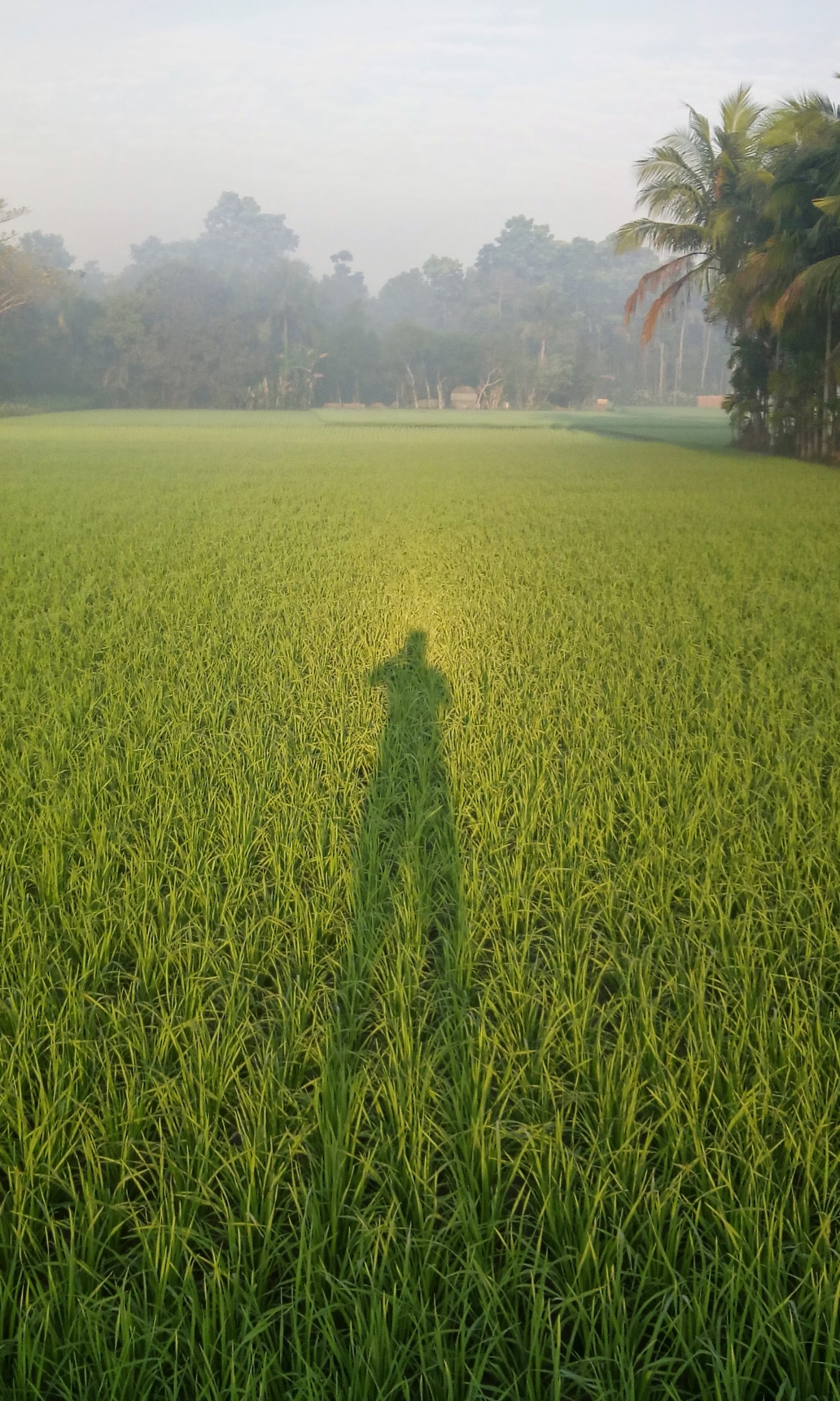 Micromax Canvas A1 sample photo