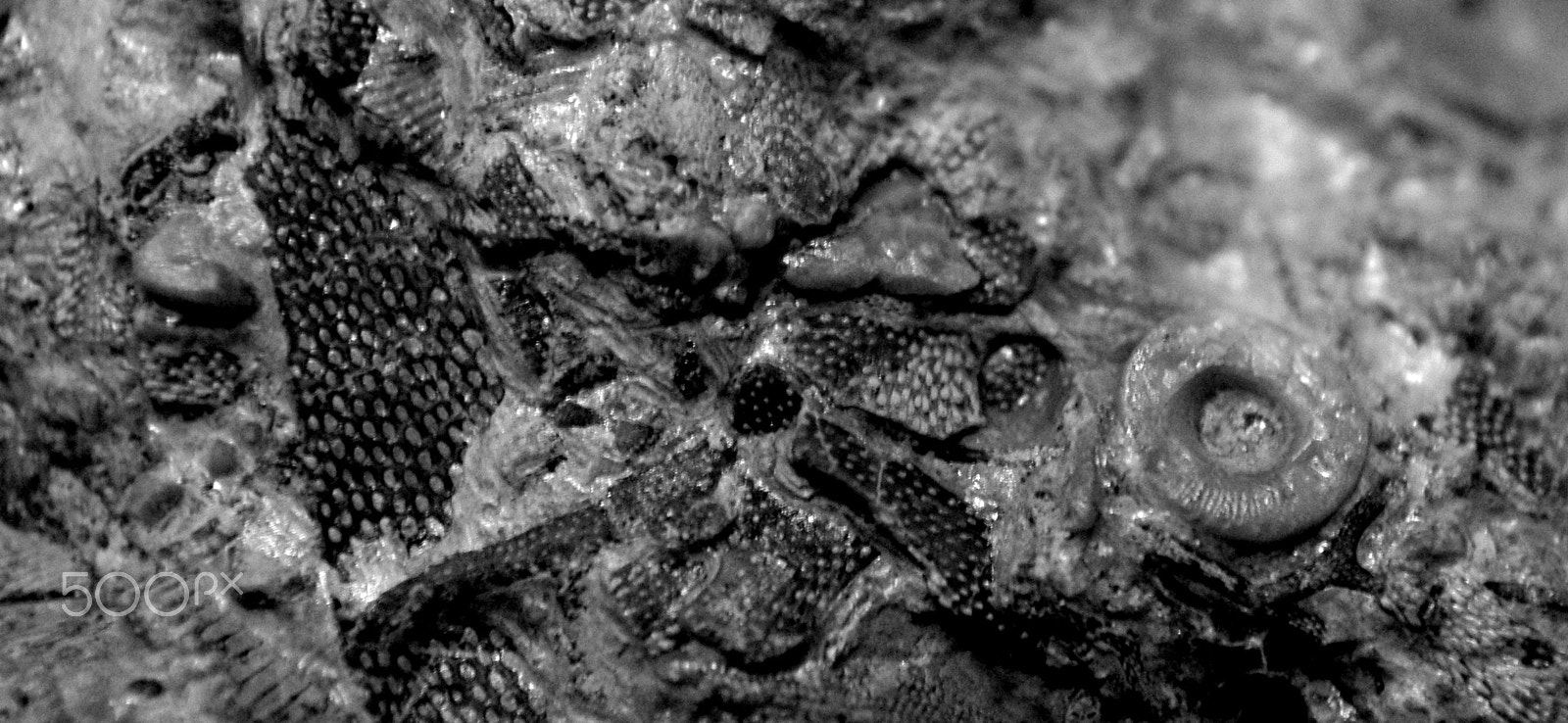 Pentax K-m (K2000) + smc PENTAX-DA L 18-55mm F3.5-5.6 sample photo. Devonian fossils photography
