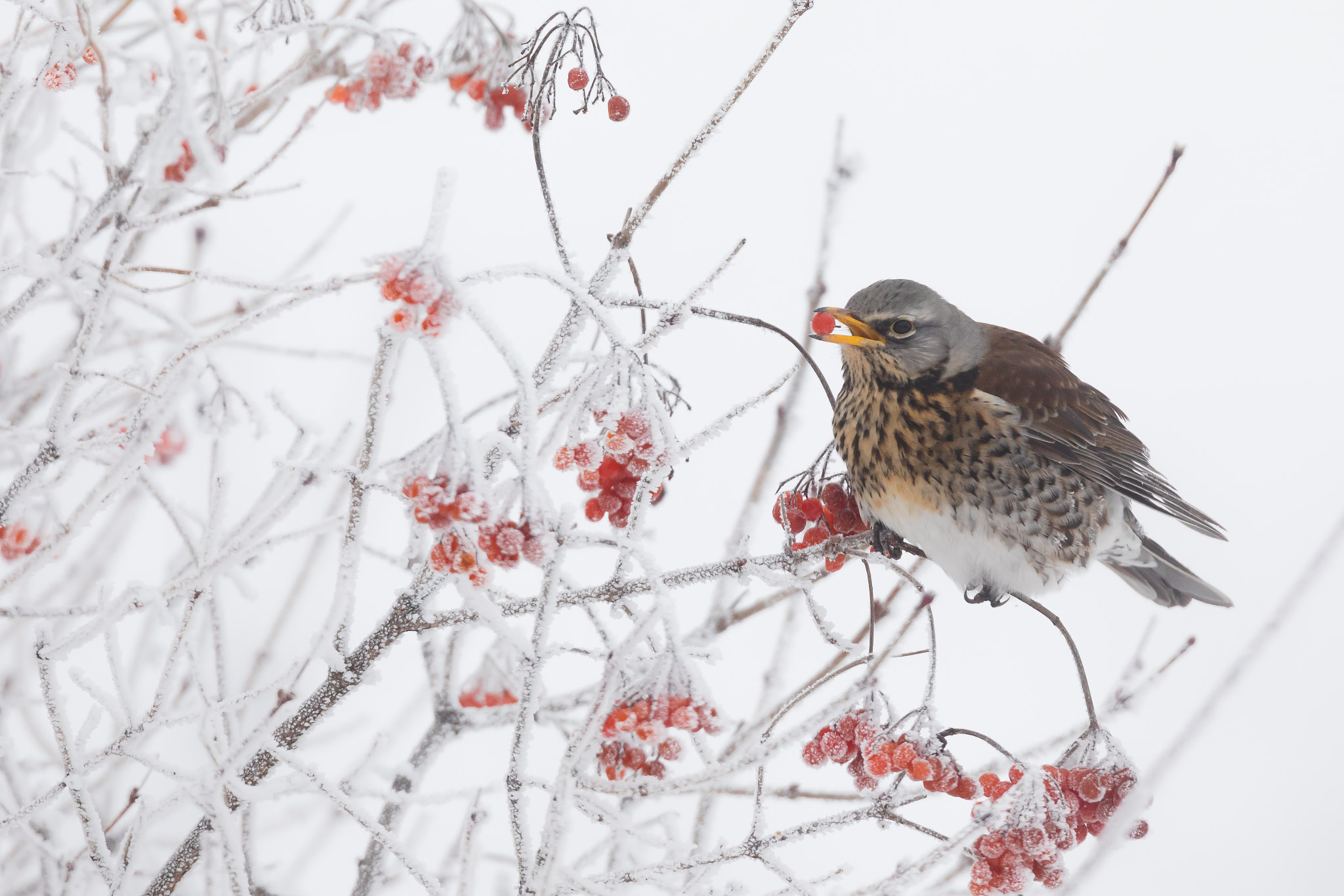 Canon EF 500mm F4L IS USM sample photo. Wacholderdrossel - fieldfare photography
