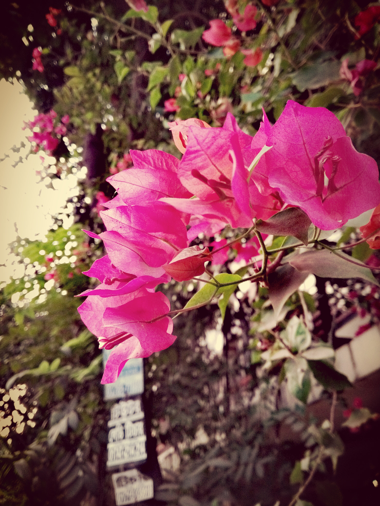 HUAWEI GR5 sample photo. Untitled photography