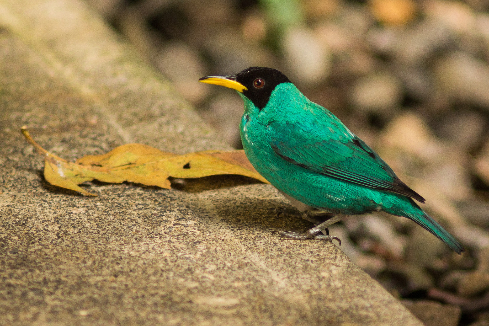 Sony SLT-A77 sample photo. Green honeycreeper- costa rica photography