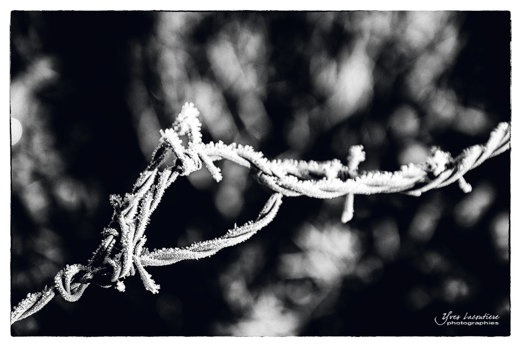 Sigma 17-70mm F2.8-4 DC Macro OS HSM sample photo. Frozen barbed wire photography
