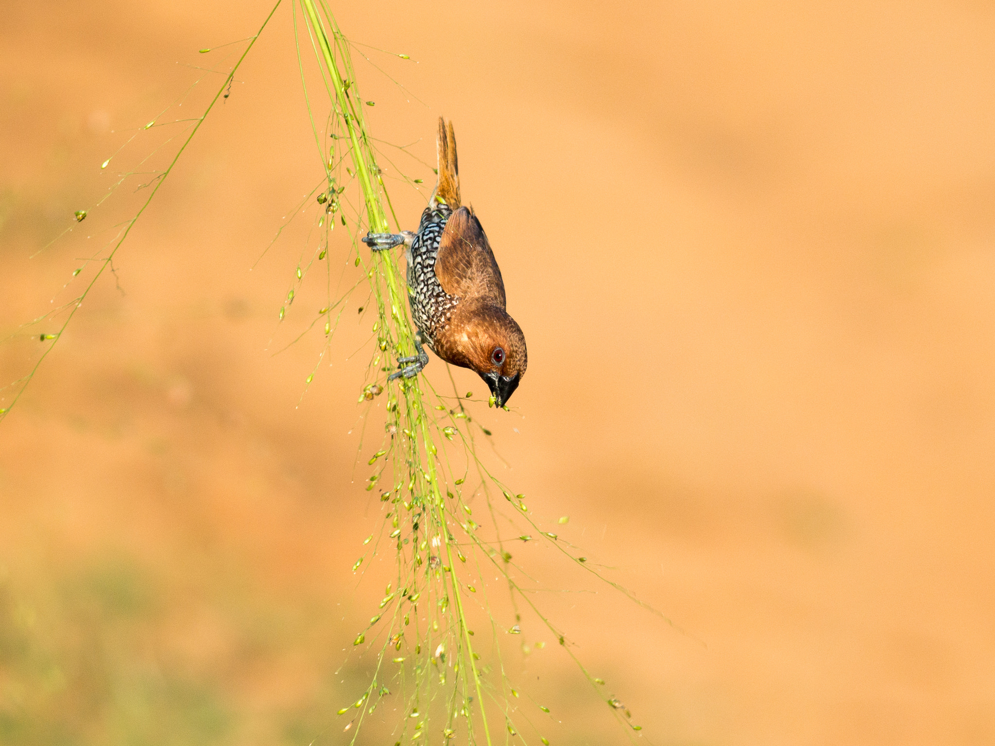 Metabones 400/5.6 sample photo. Scaly-breasted munia photography