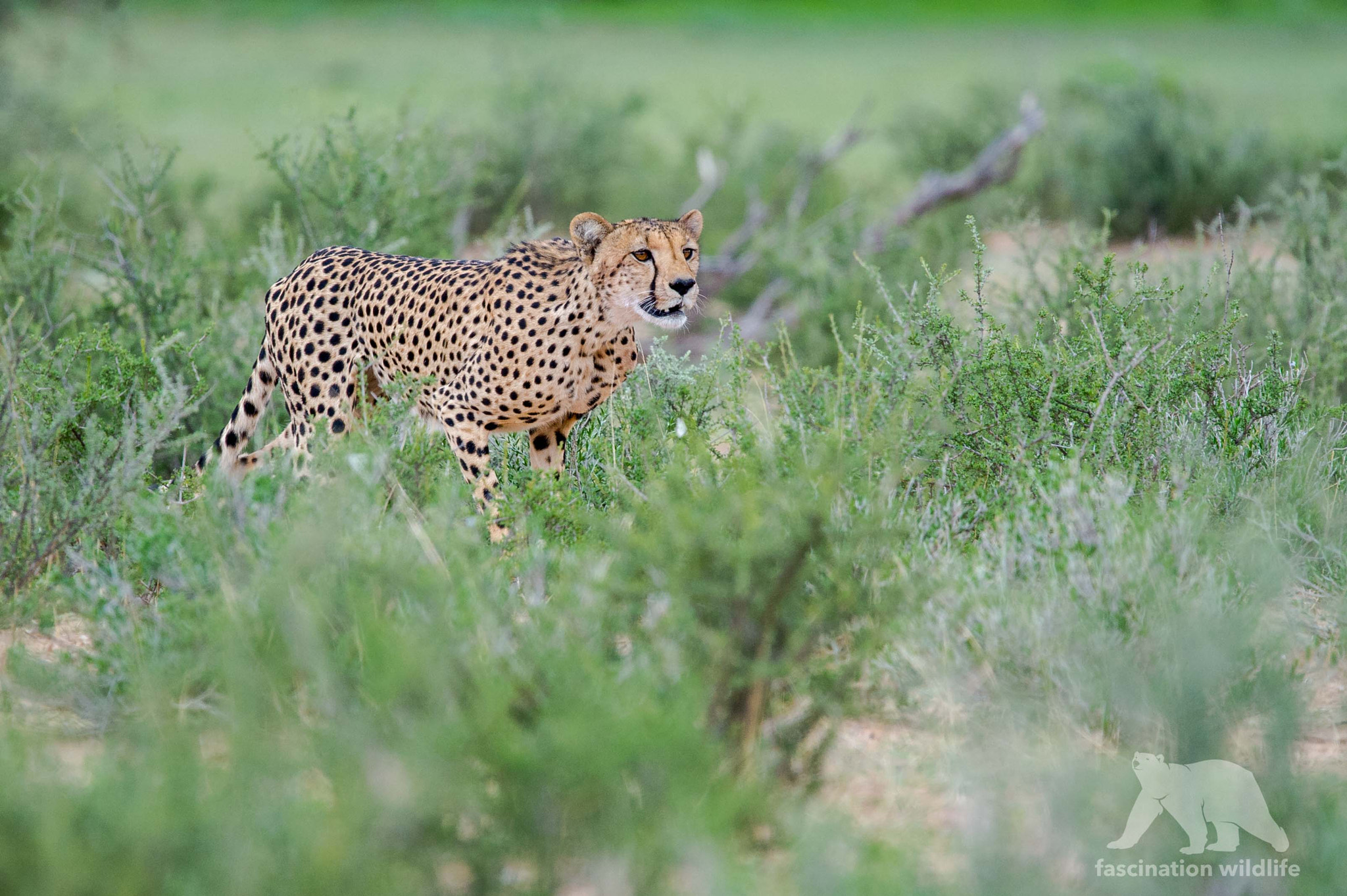 Sigma 150-600mm F5-6.3 DG OS HSM | S sample photo. Focused photography
